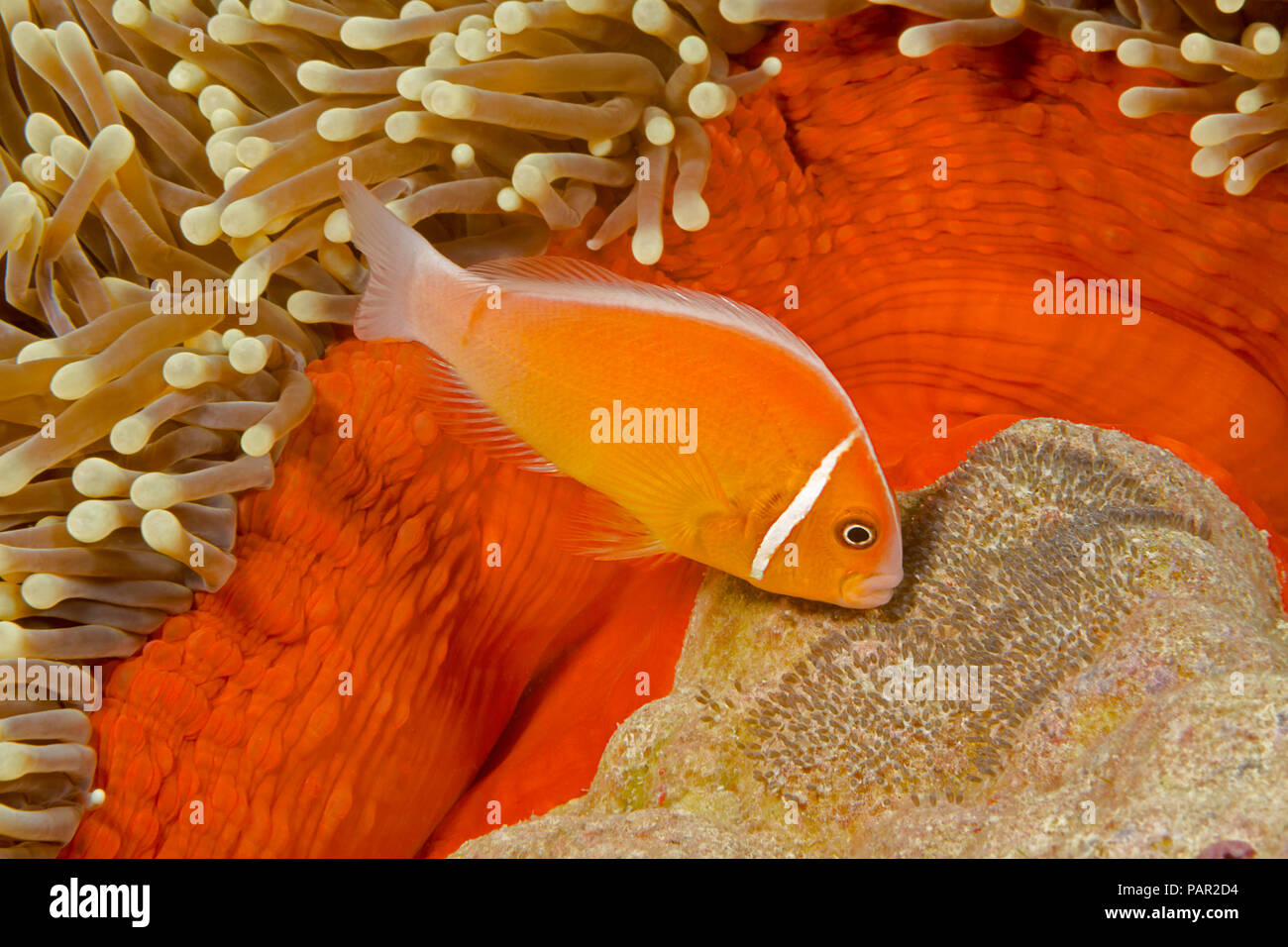 Ce poisson clown Amphiprion perideraion, commune, se trouve le plus souvent associé à l'anémone, Heteractis magnifica, comme illustré ici avec elle Banque D'Images