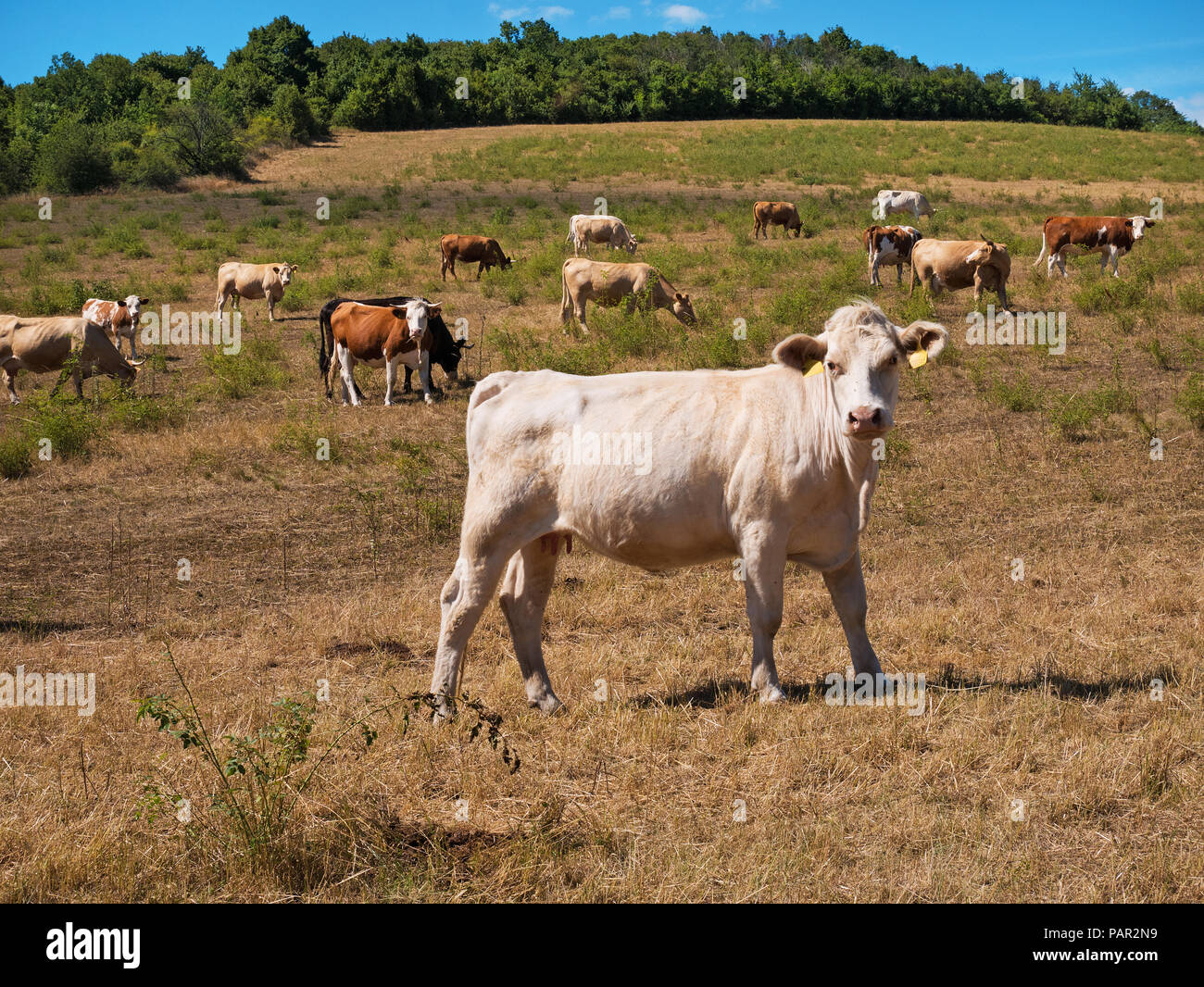 Un troupeau de vaches sur le pâturage sur l'été Banque D'Images