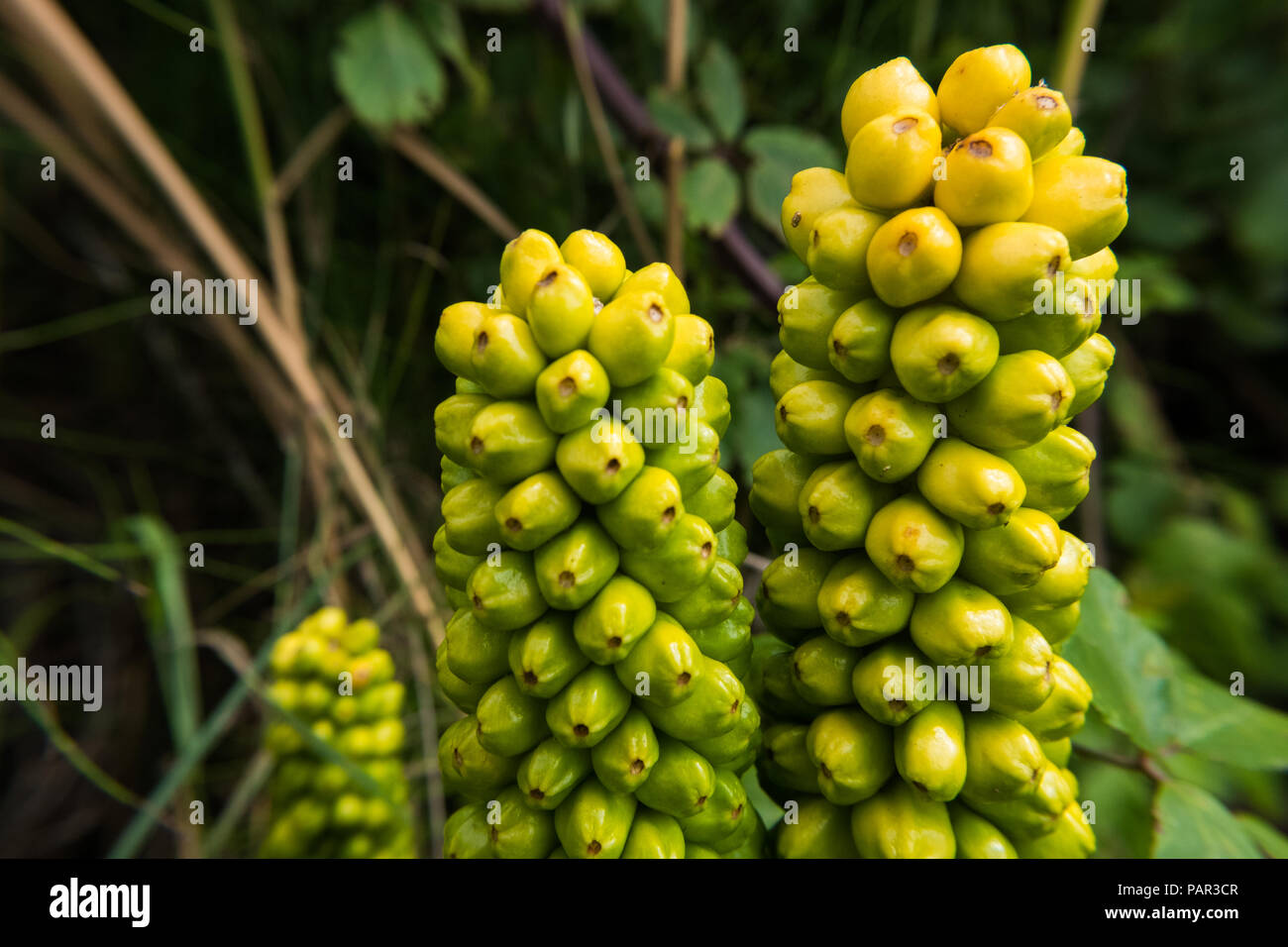 Jaune et vert Arum italicum flower berries papier peint. Banque D'Images