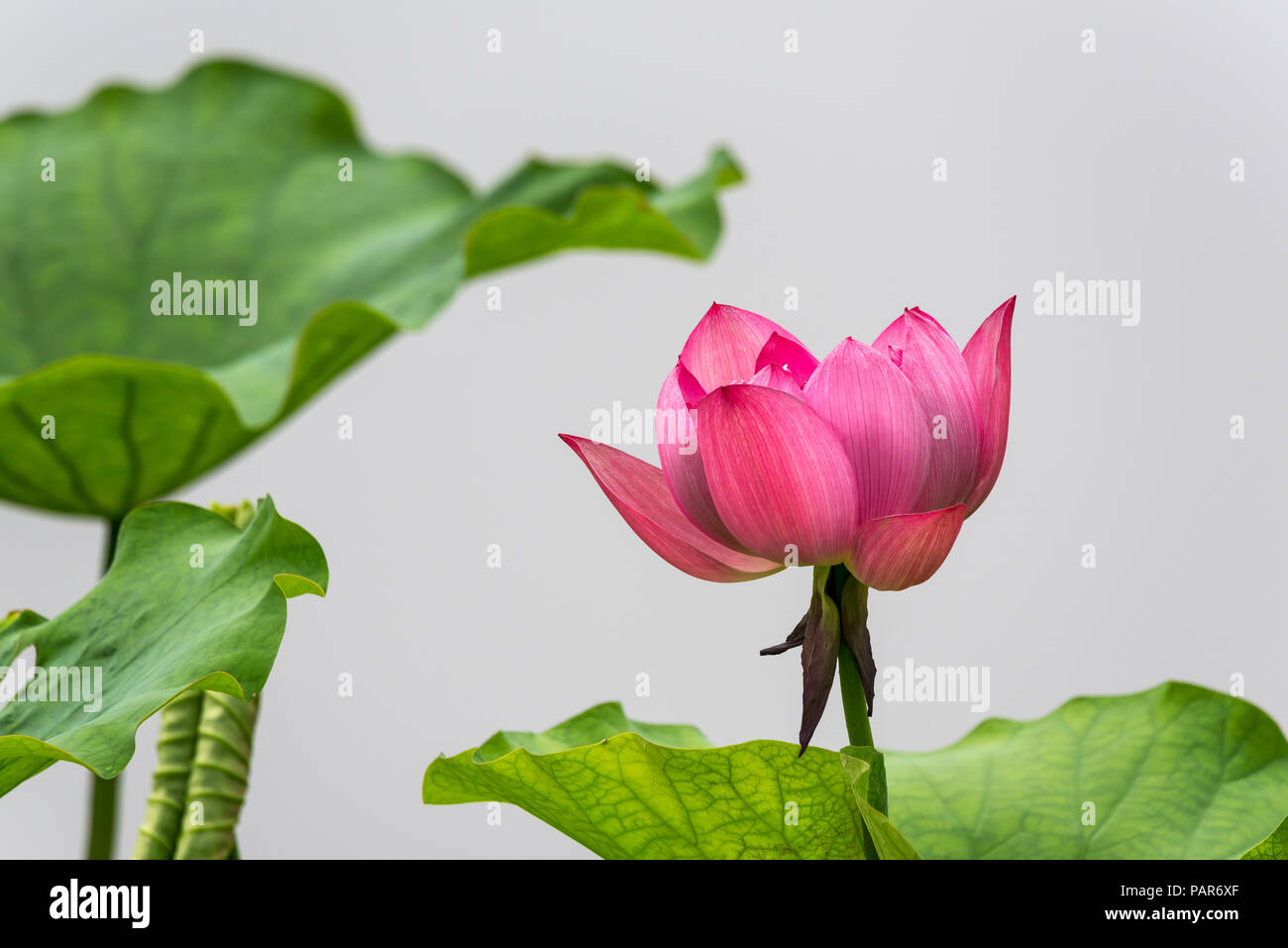 Fleur de Lotus nénuphar fermer à fond gris en Chine Banque D'Images