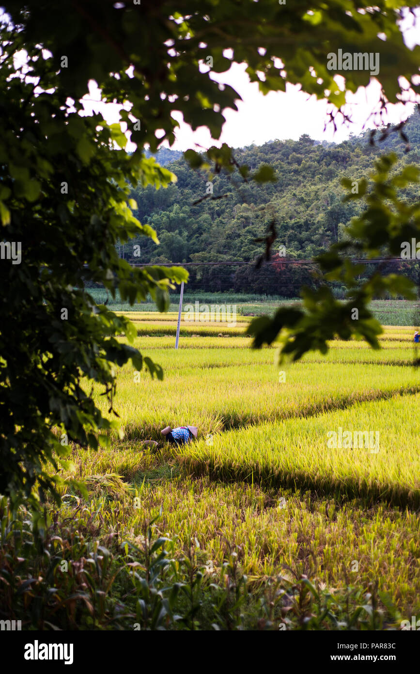 Cueillette des agriculteurs dans le domaine de riz dans la province de Guangxi de la Chine Banque D'Images