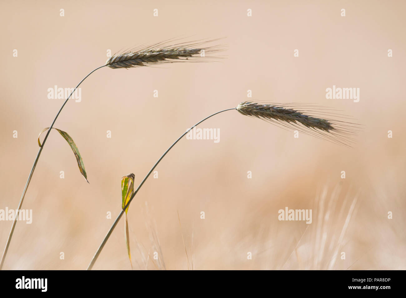 Le seigle (Secale cereale), deux oreilles, de l'Ems, Basse-Saxe, Allemagne Banque D'Images