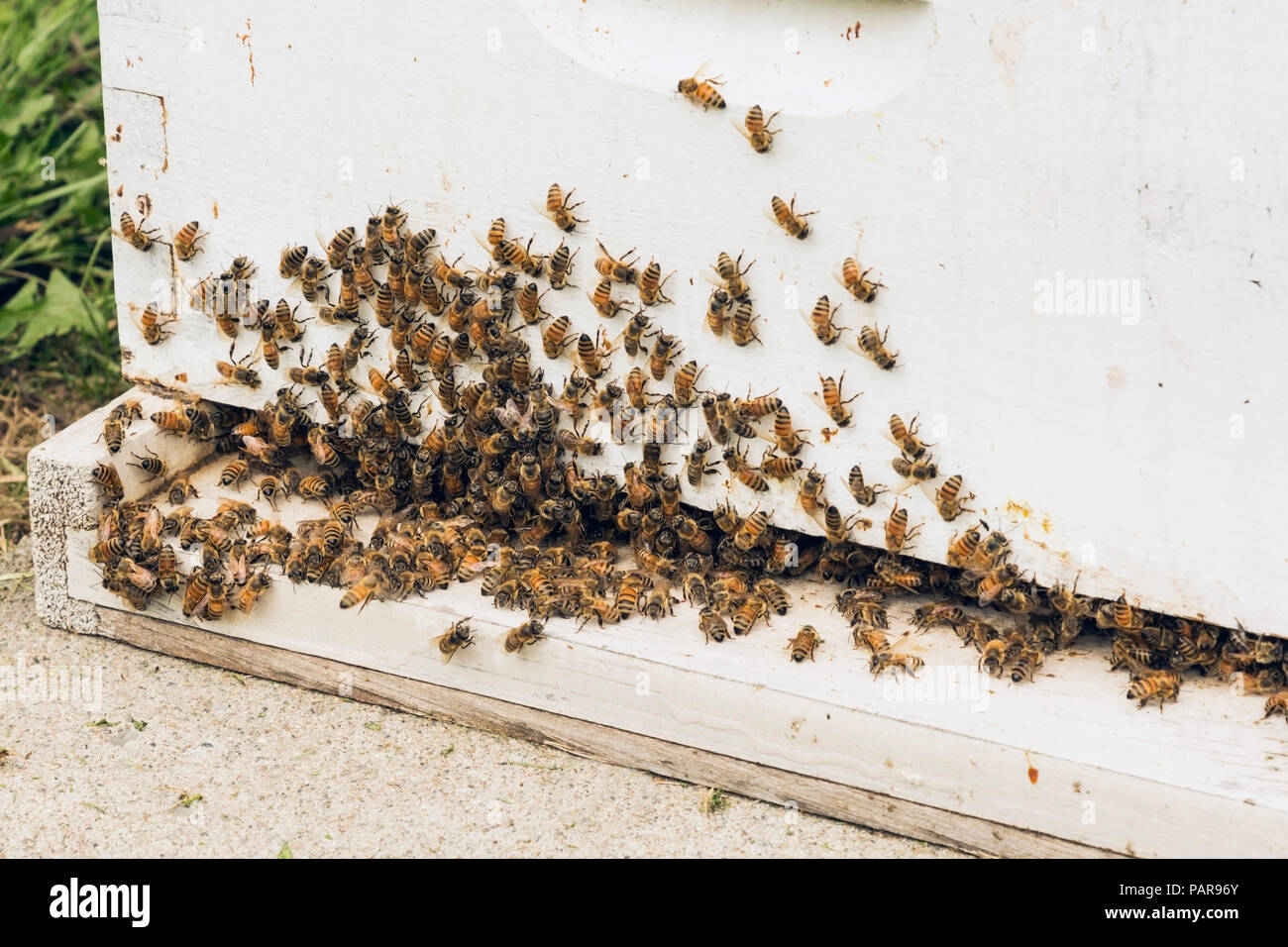 La production de miel des abeilles (Apidae) sur l'extérieur d'une ruche en bois laqué blanc à un rucher farm, Lachenaie, Québec, Canada Banque D'Images
