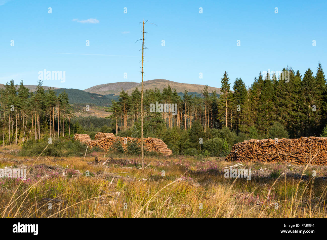 Sciage empilées à l'Galloway Forest Park, Dumfries et Galloway, Écosse Banque D'Images