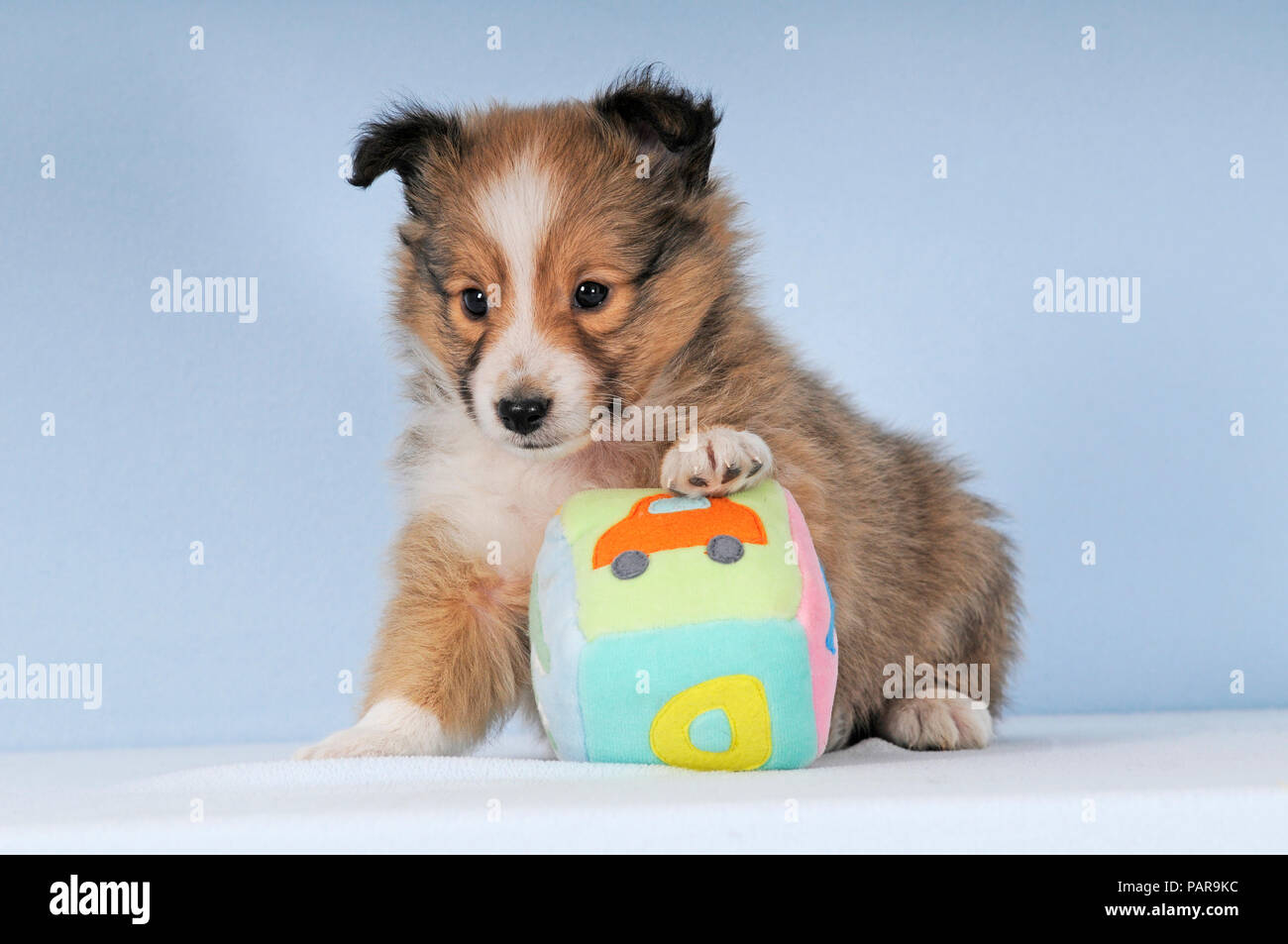 Chiot sheltie, sable, Shetland Sheepdog, 7 semaines, avec toy, studio shot  Photo Stock - Alamy