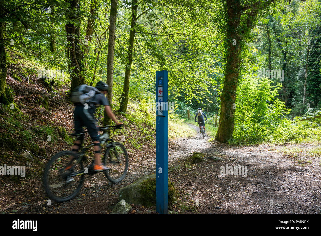 Le vélo de montagne dans le Galloway Forest Park, Dumfries et Galloway, Écosse Banque D'Images