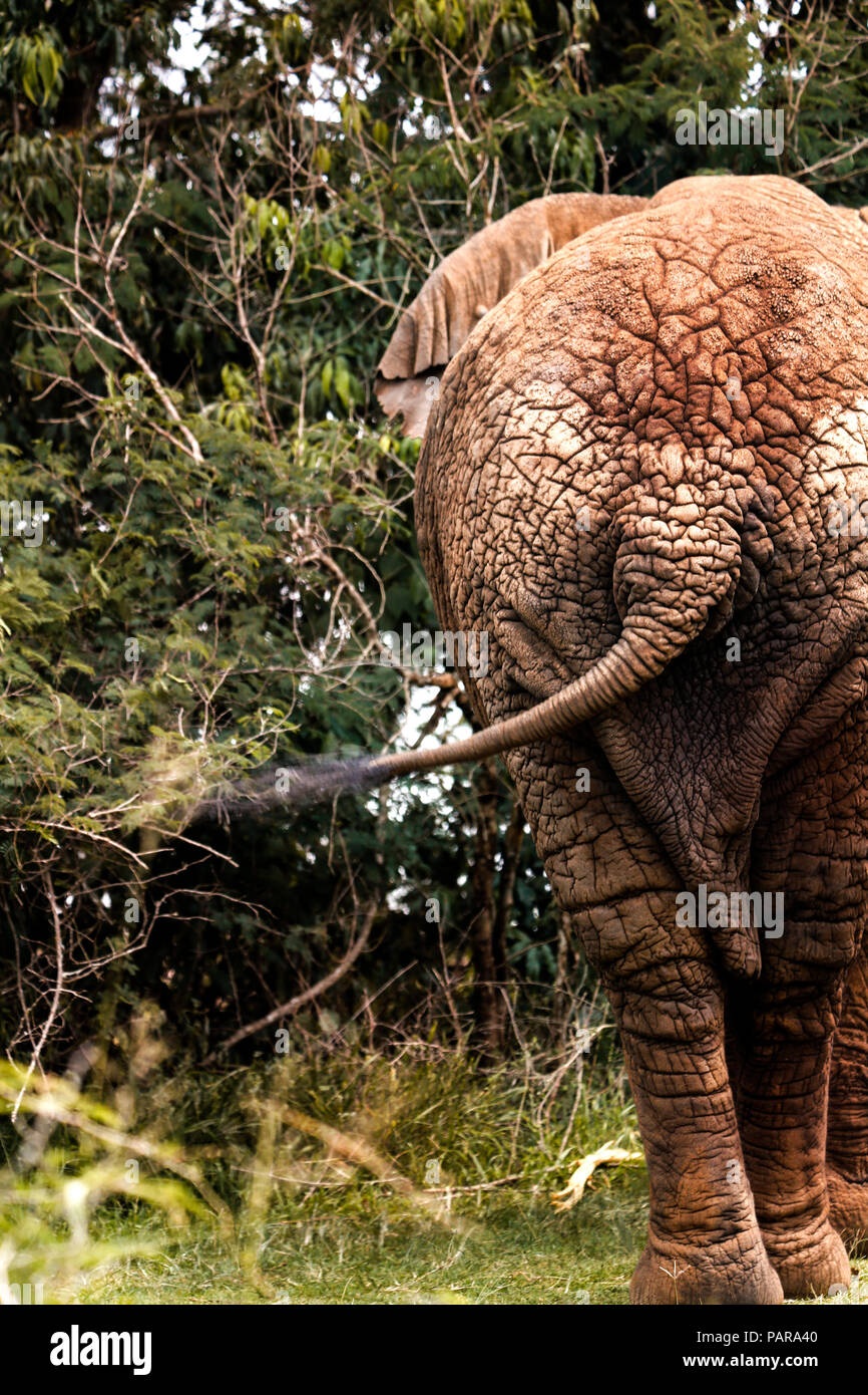 L'Ouganda, l'éléphant africain, vue arrière Banque D'Images