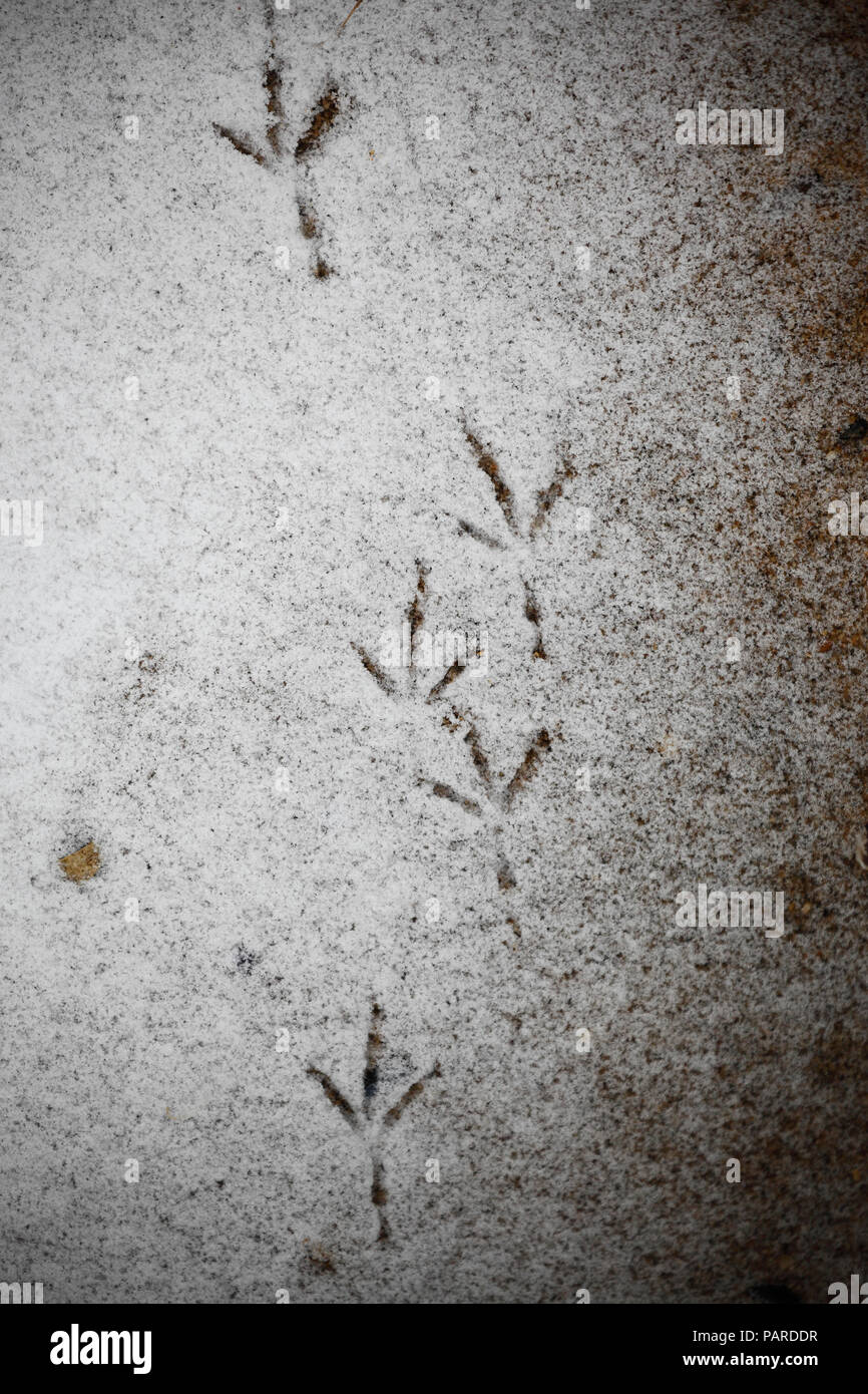 Les empreintes d'oiseaux dans la neige. Banque D'Images