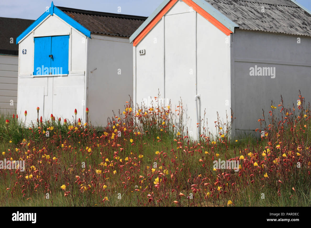 Soir primroses croître autour de cabanes de plage à Heacham sur la côte de Norfolk. Banque D'Images