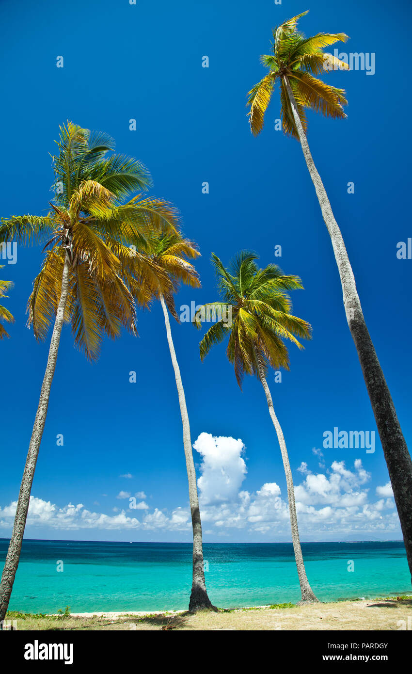 Palmiers sur Antigua Banque D'Images