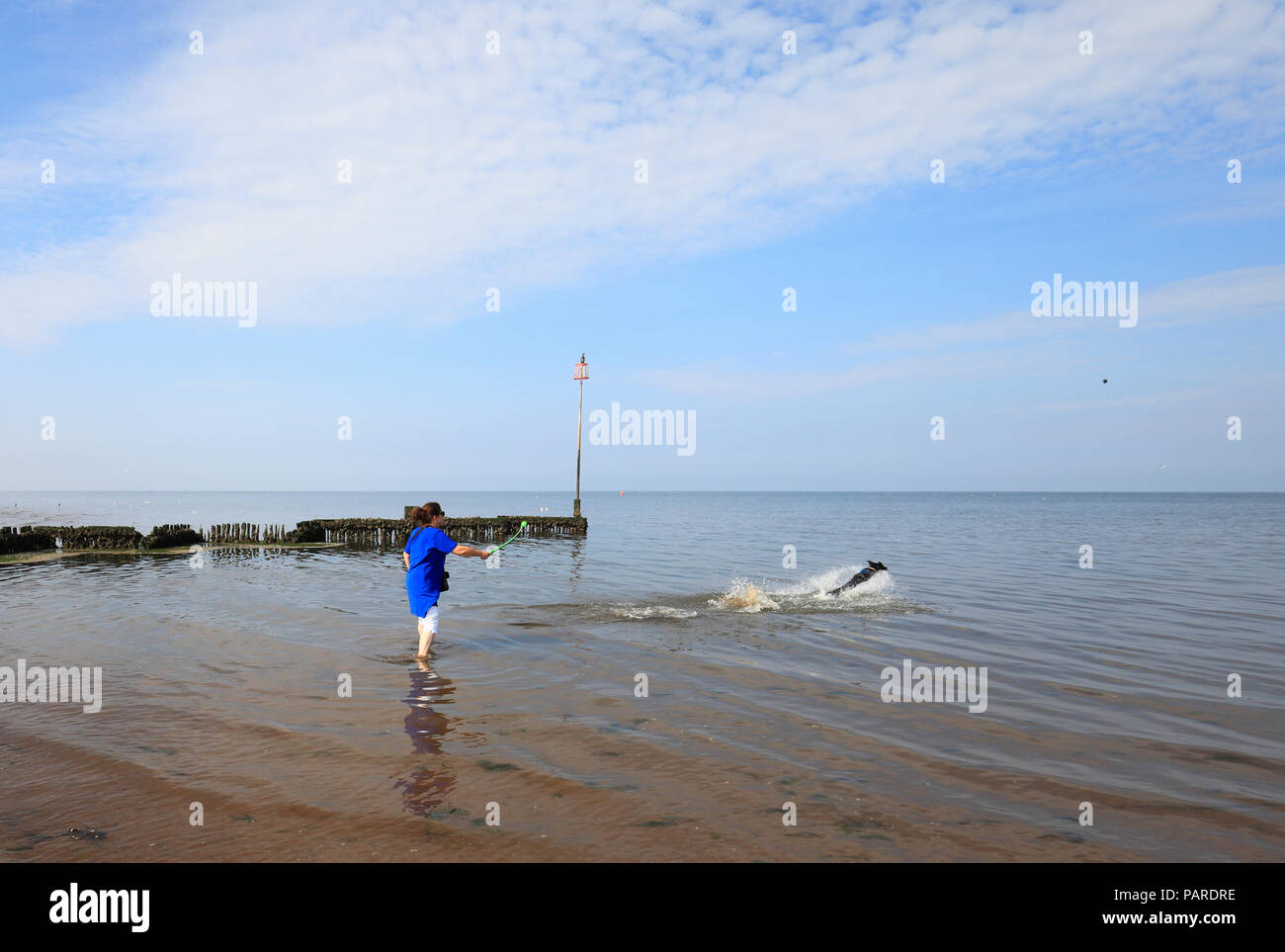 Femme lançant une boule pour un chien sur la plage de Heacham. Banque D'Images