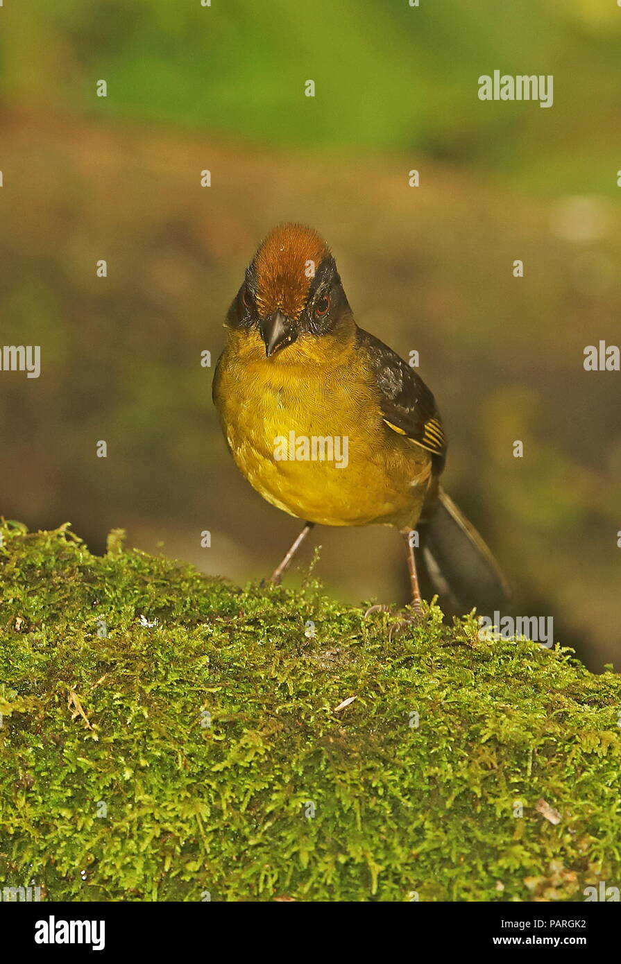 Brosse à poitrine jaune (Atlapetes latinuchus finch-spodionotus) adulte debout sur journal moussue Vinicio Ghech Summit Hotel, Nono-Mindo Road. L'Équateur Banque D'Images