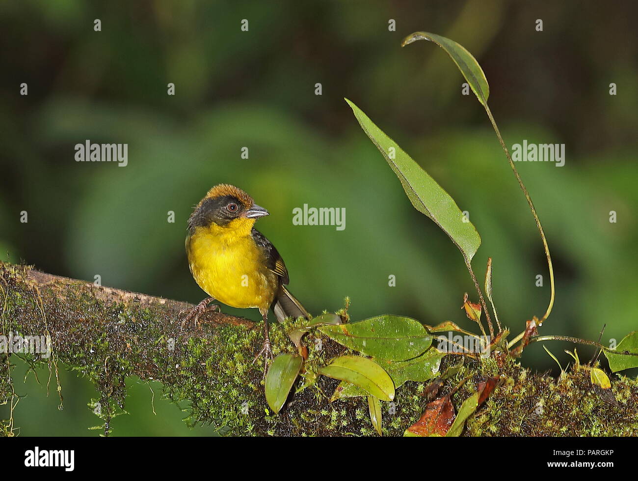 Brosse à poitrine jaune (Atlapetes latinuchus finch-spodionotus) des profils debout sur la branche moussue Vinicio Ghech Summit Hotel, Nono-Mindo Road. L'Équateur Banque D'Images
