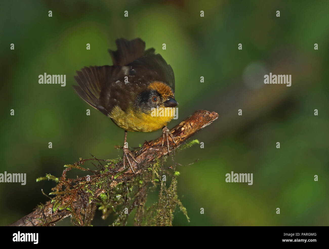 Brosse à poitrine jaune (Atlapetes latinuchus finch-spodionotus) des profils debout sur la branche moussue Vinicio Ghech Summit Hotel, Nono-Mindo Road. L'Équateur Banque D'Images
