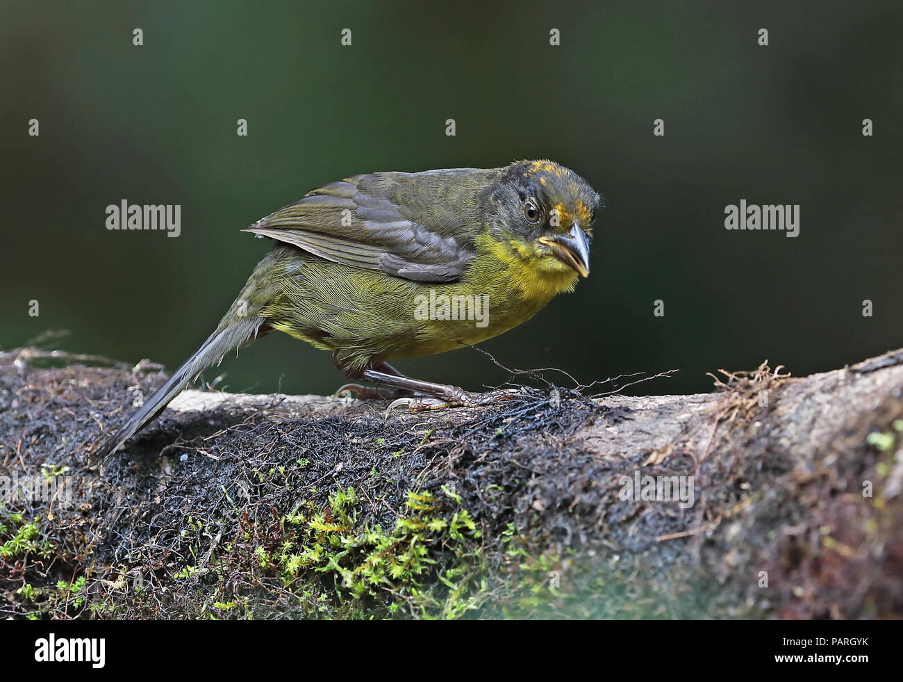 Brosse à poitrine jaune (Atlapetes latinuchus finch-spodionotus immatures) debout sur la branche moussue Vinicio Ghech Summit Hotel, Nono-Mindo Road. L'Équateur Banque D'Images