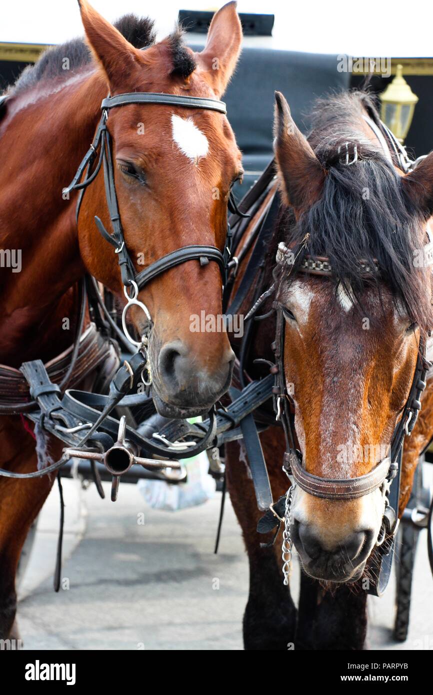 Deux chevaux harnachés très fatigué sur le faisceau sont devant le chariot. Ils ont parcouru un long chemin et se reposent. Banque D'Images