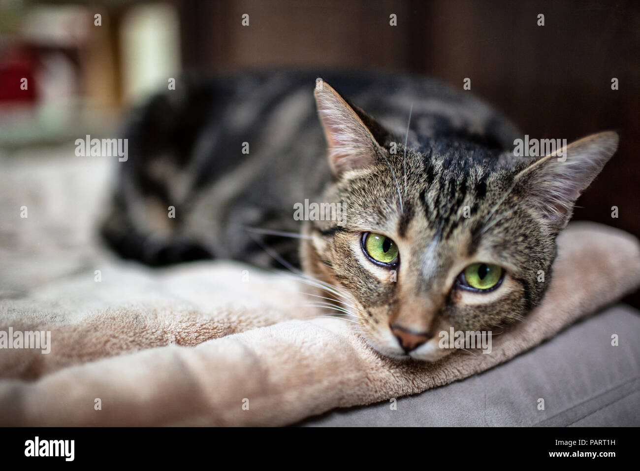 Un Jeune Americain Raye Gris Cheveux Courts Tabby Chat Domestique Avec Yeux Jaunes Sur Le Sol Photo Stock Alamy