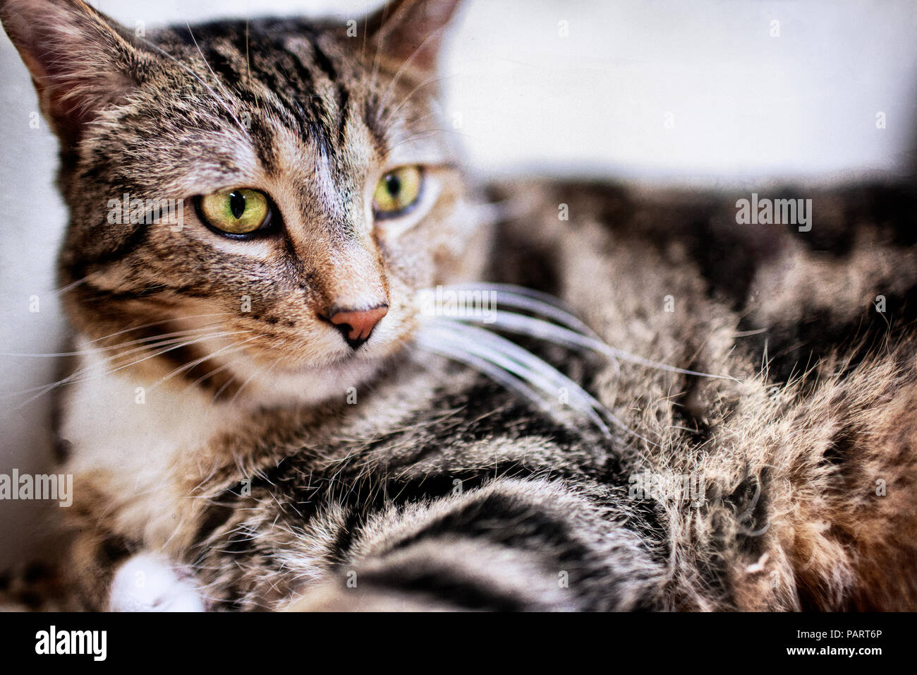 Un Jeune Americain Raye Gris Cheveux Courts Tabby Chat Domestique Avec Yeux Jaunes Sur Le Sol Photo Stock Alamy
