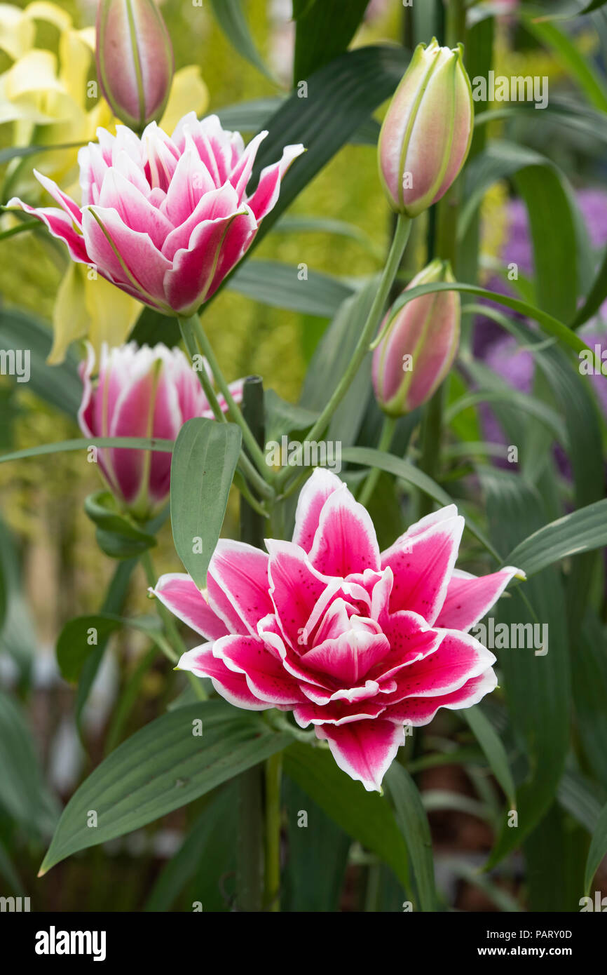 Lilium 'Samantha oriental'. 'Samantha Lily Oriental double'. Oriental Roselily fleurs doubles sur une fleur show display. UK Banque D'Images