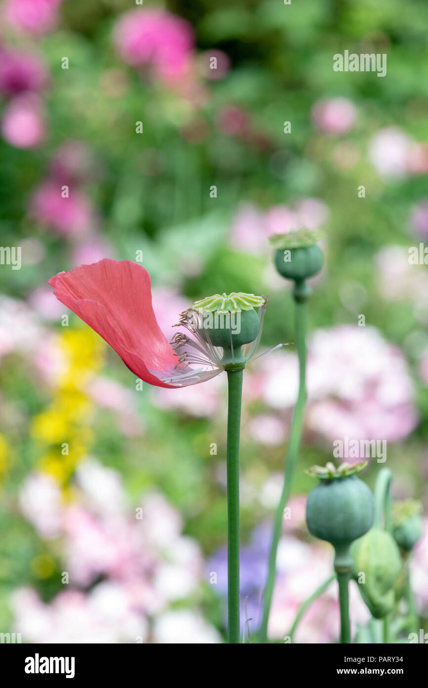 Passé Papaver somniferum. Fini de pavot à opium dans un jardin montrant la tête de semences Banque D'Images