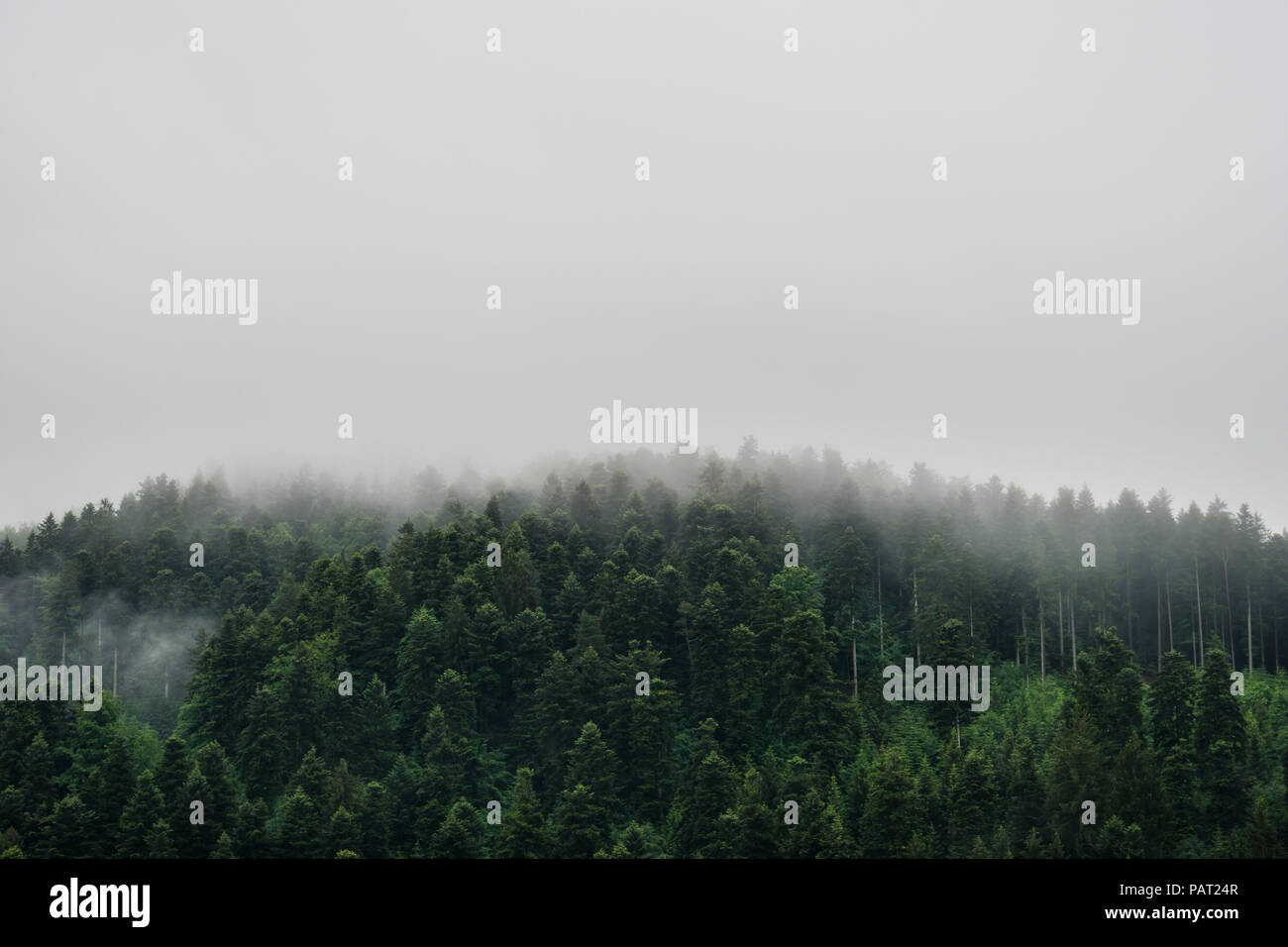 Allemagne, Misty silence en forêt noire randonnées nature paysage Banque D'Images