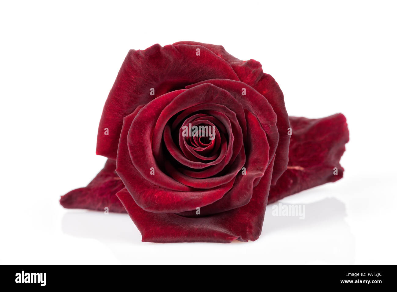 Une rose rouge qui ressemble à velvet isolé sur fond blanc. Banque D'Images