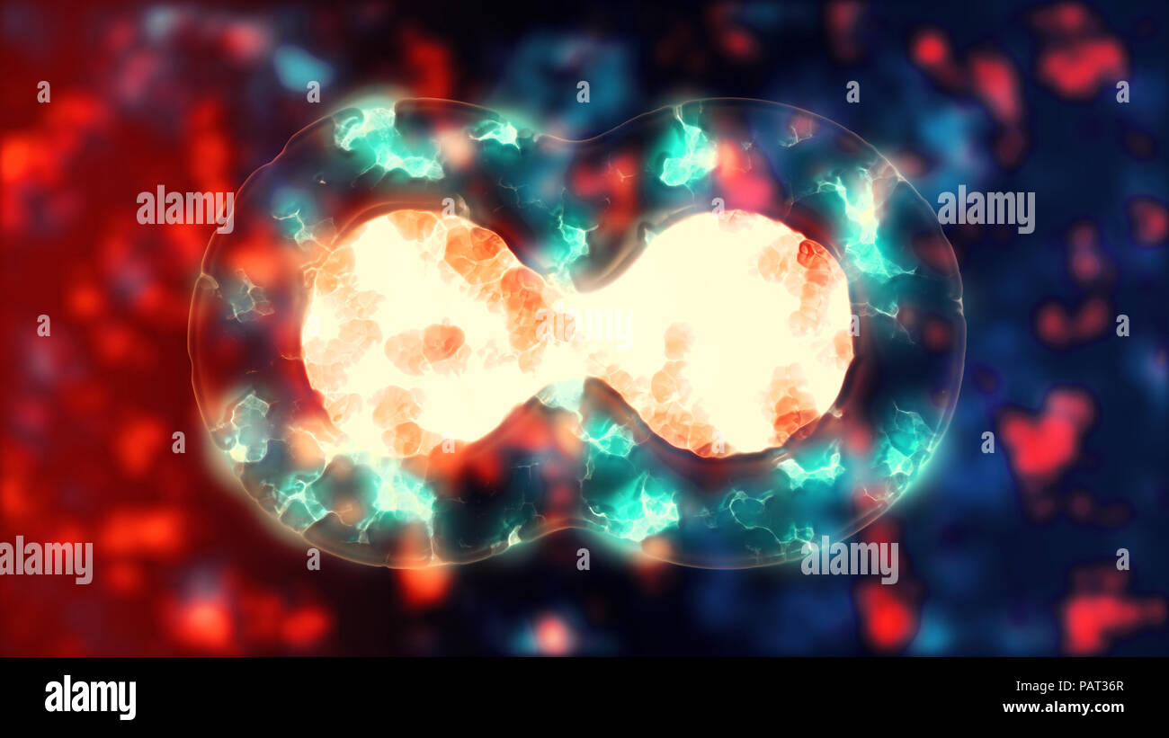 La mitose cellulaire. La division cellulaire des cellules lifeform. Illustration de microbiologie de cellules dupliquer. Concept scientifique Biologie de la naissance et à la vie Banque D'Images