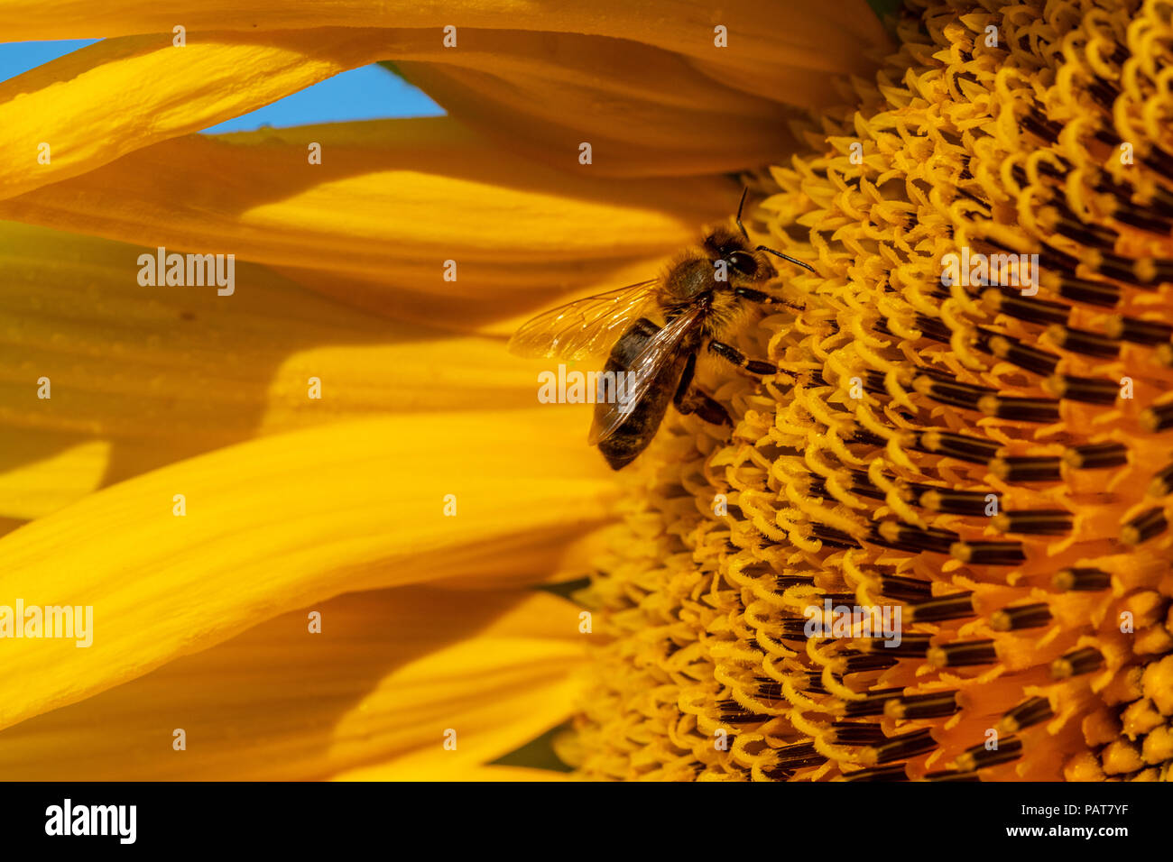 Abeille sur tournesol, Close up Banque D'Images