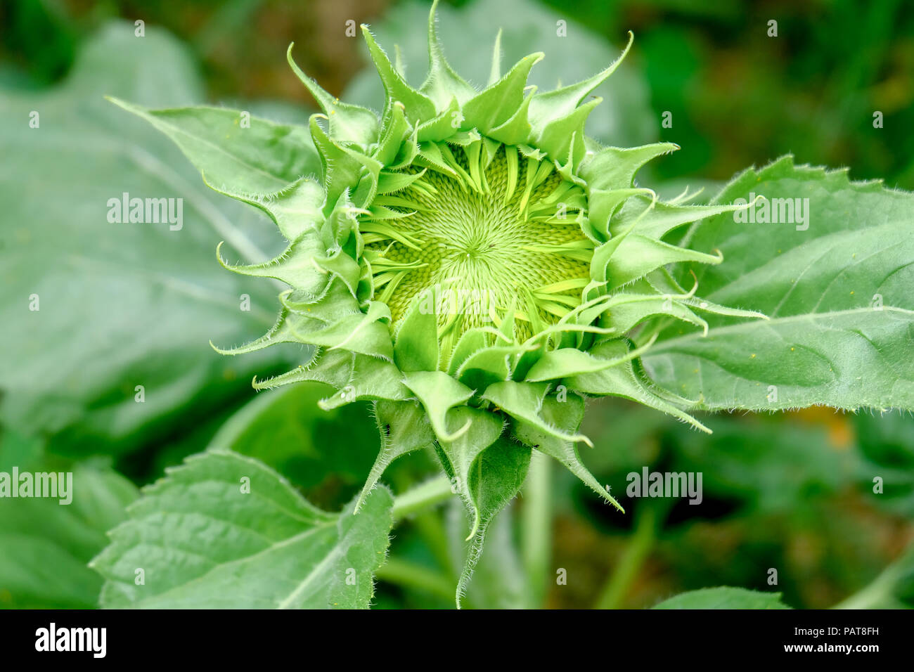 Sun Flower Garden Banque D'Images
