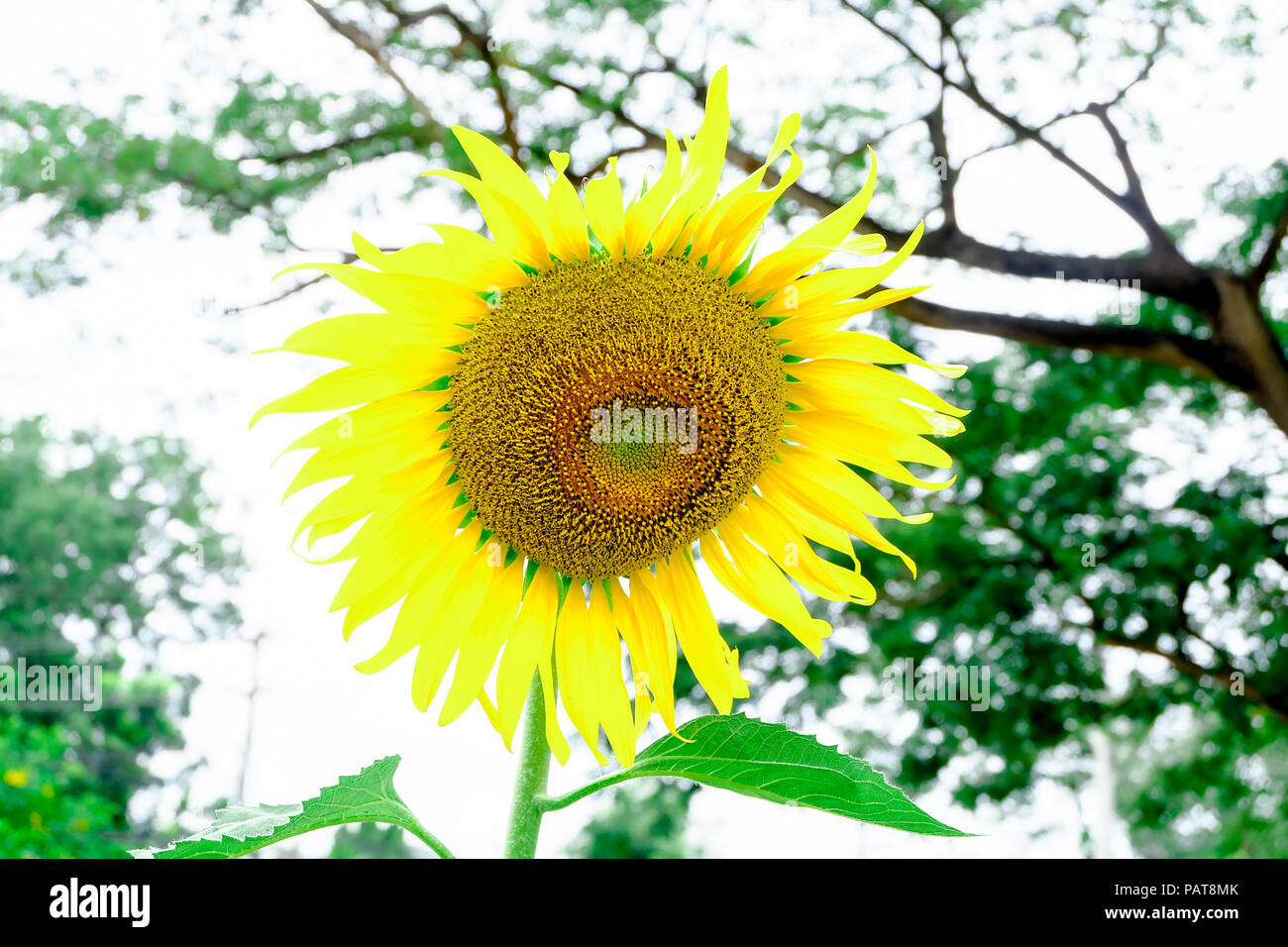 Sun Flower Garden Banque D'Images