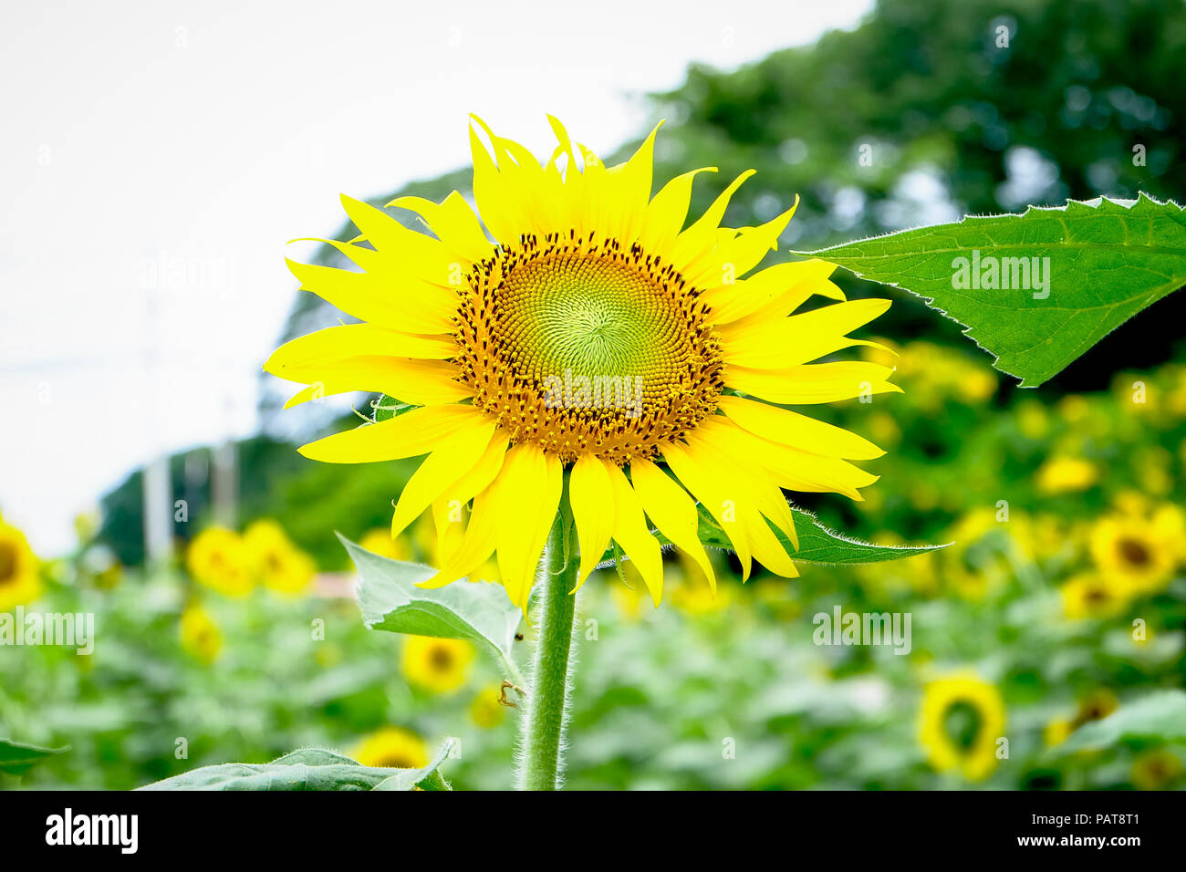 Sun Flower Garden Banque D'Images