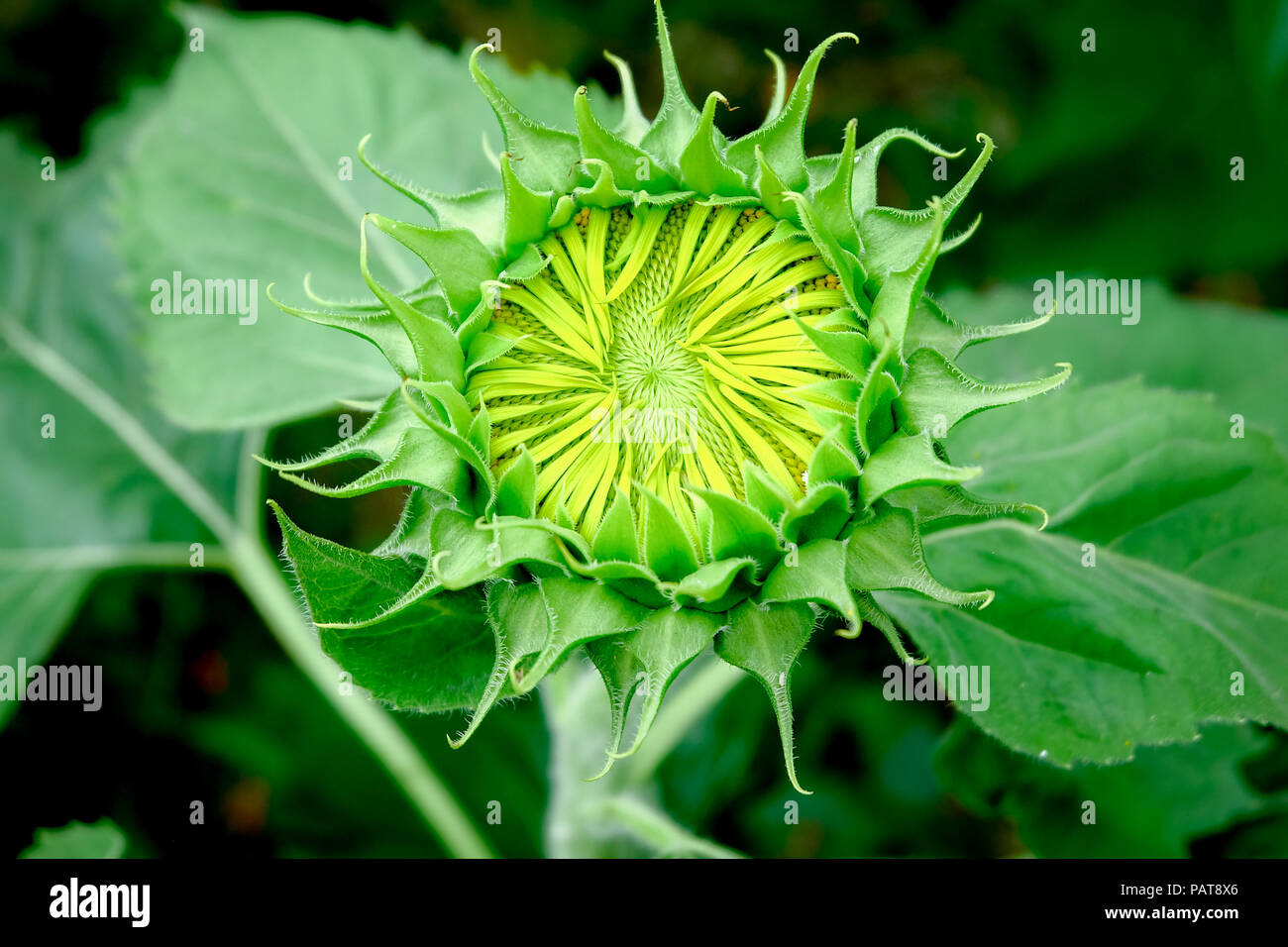 Sun Flower Garden Banque D'Images