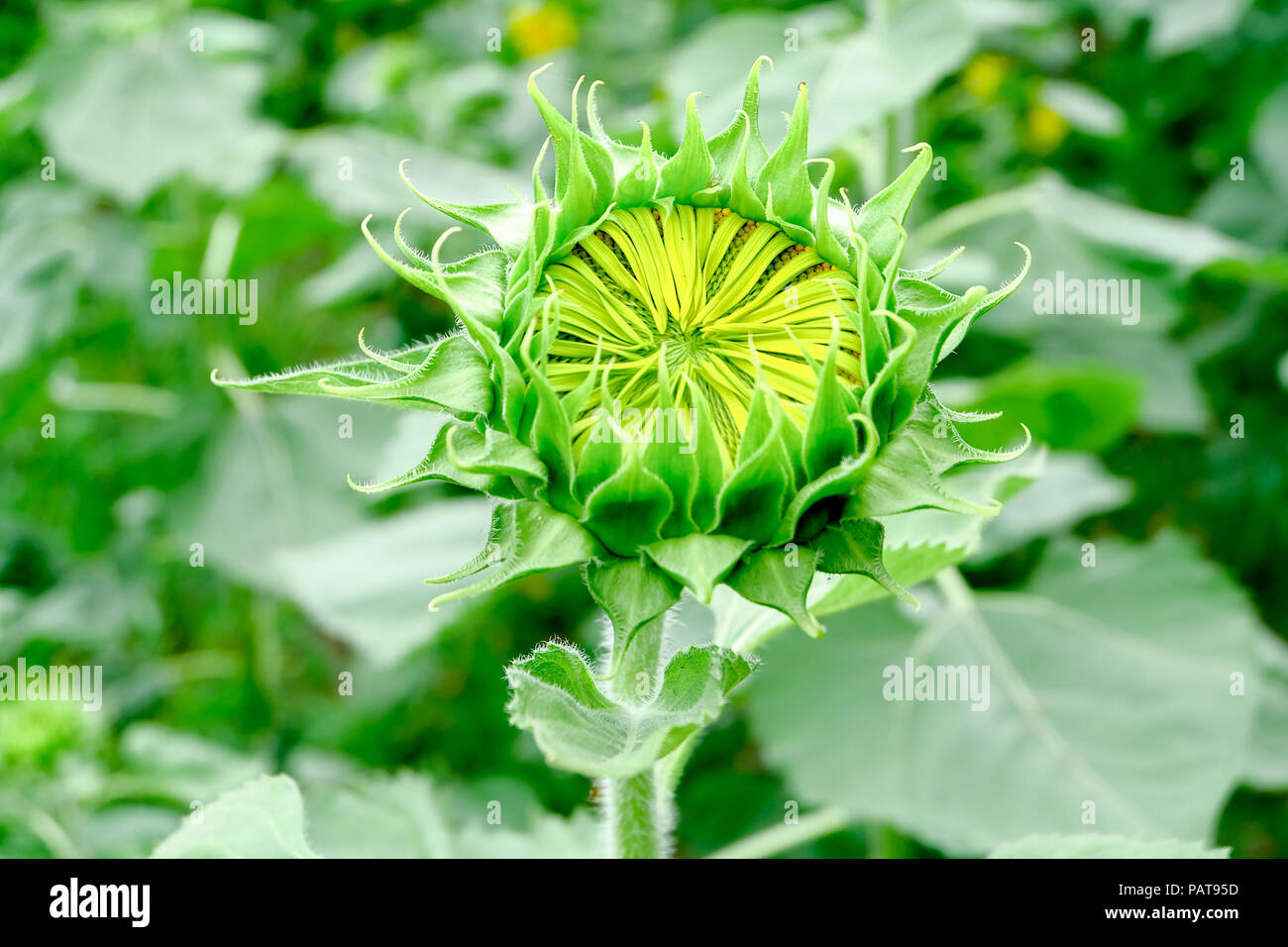 Sun Flower Garden Banque D'Images