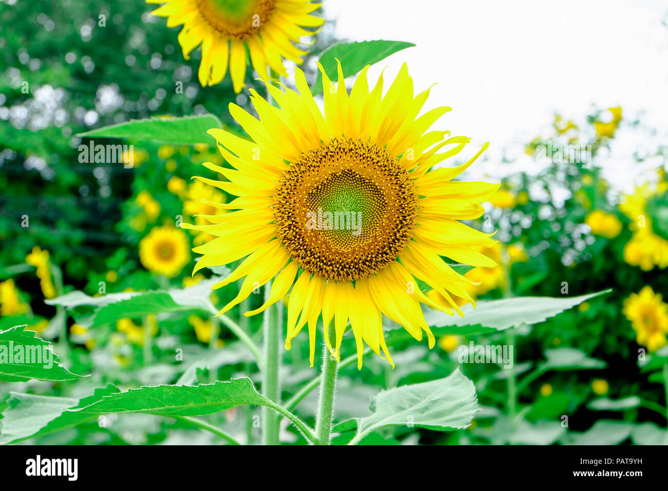 Sun Flower Garden Banque D'Images