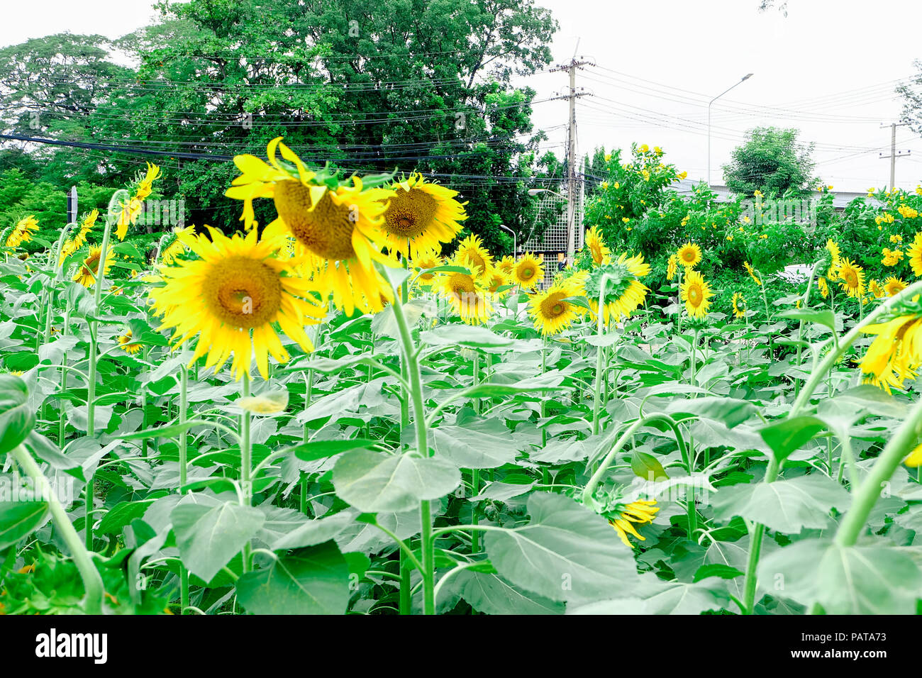 Sun Flower Garden Banque D'Images