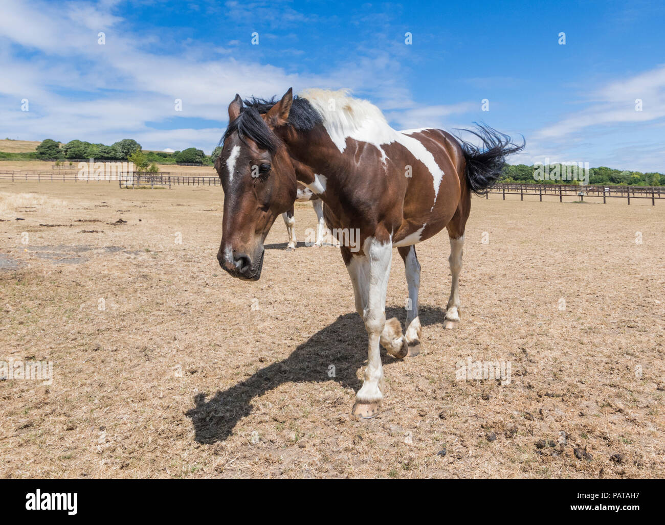 Cheval brun marchant dans un champ sec avec de l'herbe brune lors d'une journée chaude en été à West Sussex, Angleterre, Royaume-Uni. Banque D'Images
