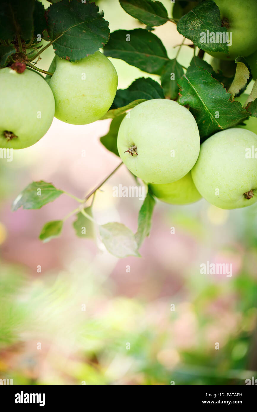 Pommes sur l'arbre avant la récolte. Banque D'Images