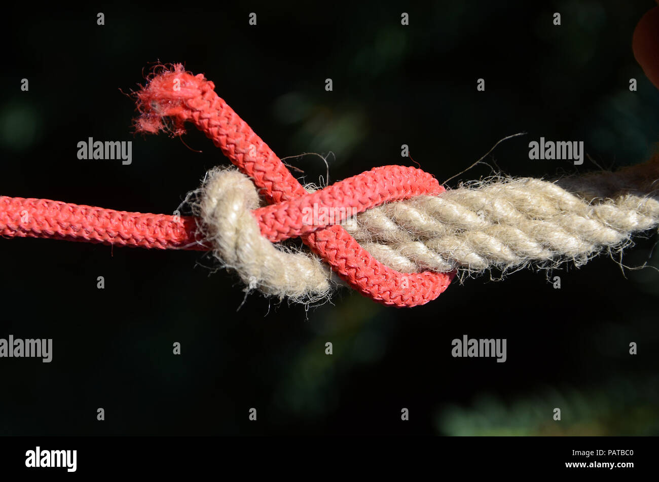 Noeud de tisserand sur deux cordes de différentes couleurs. Banque D'Images