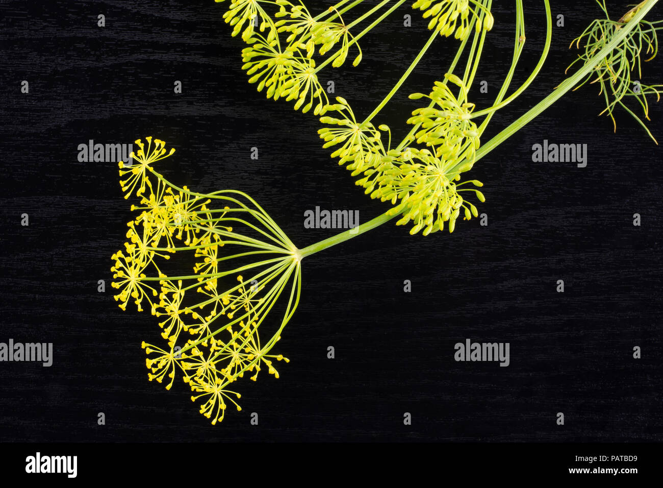 Beaucoup de fleurs d'aneth frais entier sur flatlay jaune en bois noir Banque D'Images