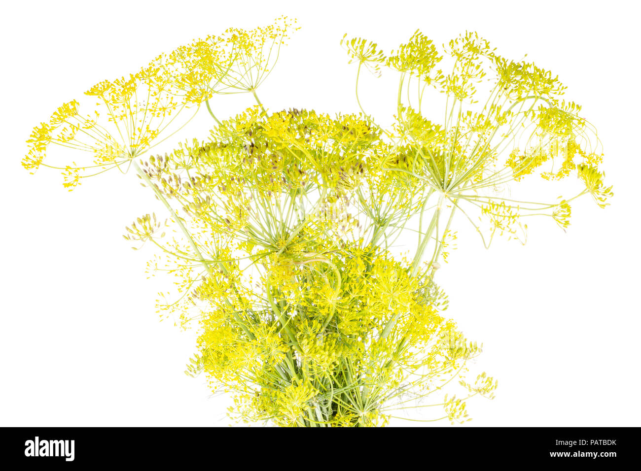 Beaucoup d'entiers et frais à l'aneth jaune fleurs bouquet isolated on white Banque D'Images