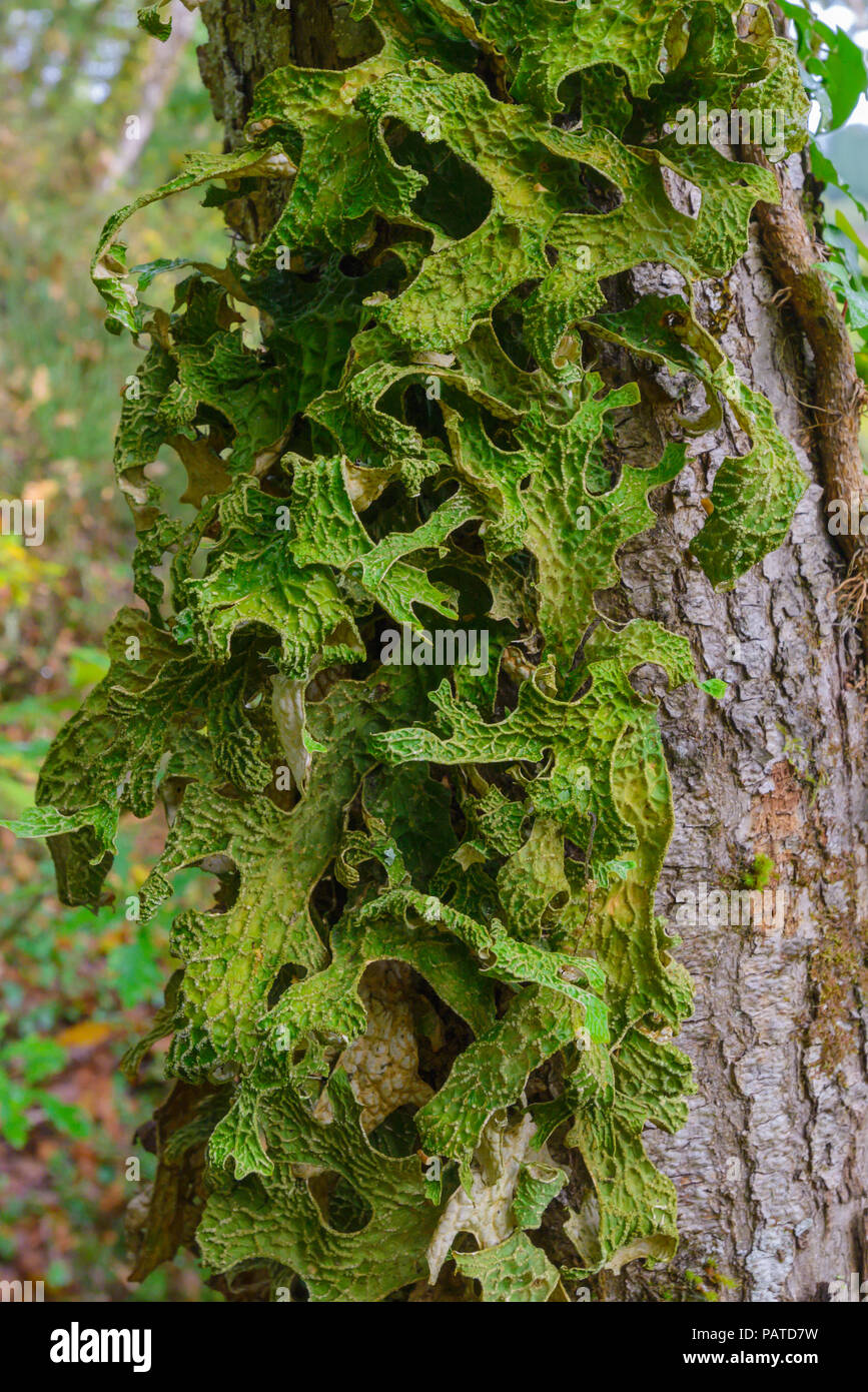 El Liquen Lechuga (lobariaceae), un bioindicador de la pureza del entorno, en Galice, Ancares. Banque D'Images