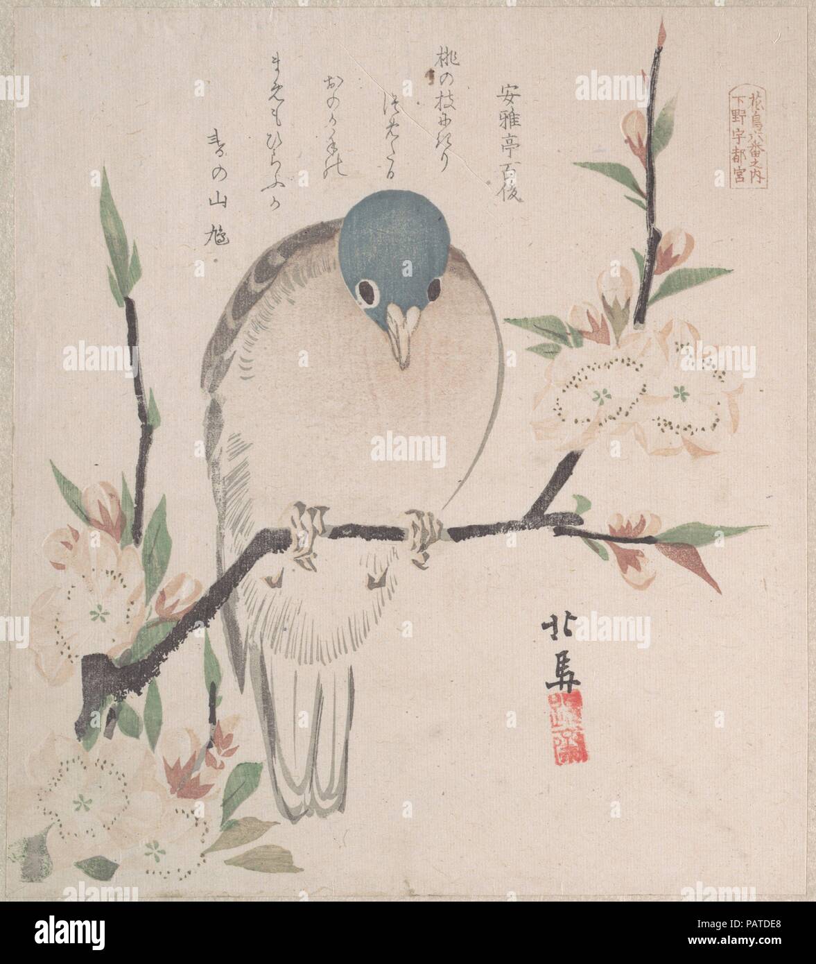 La Pluie de printemps Collection (Harusame shu), tome 3 : Dove Mountain et fleurs de pêchers. Artiste : Teisai Hokuba (japonais, 1771-1844). Culture : le Japon. Dimensions : 8 1/4 x 7 7/16 in. (21 x 18,9 cm). Date : ca. 1820. Surimono sont des estampes publiées, généralement commandées par des poètes ou des groupes de la poésie comme une forme de carte de vœux du Nouvel An. Les poèmes, le plus souvent kyoka (witty trente et une syllabe verset), inscrits sur les impressions comprennent généralement l'imagerie heureuse connecté avec le printemps, qui dans le calendrier lunaire commence le premier jour du premier mois. Thèmes des surimono sont ofte Banque D'Images