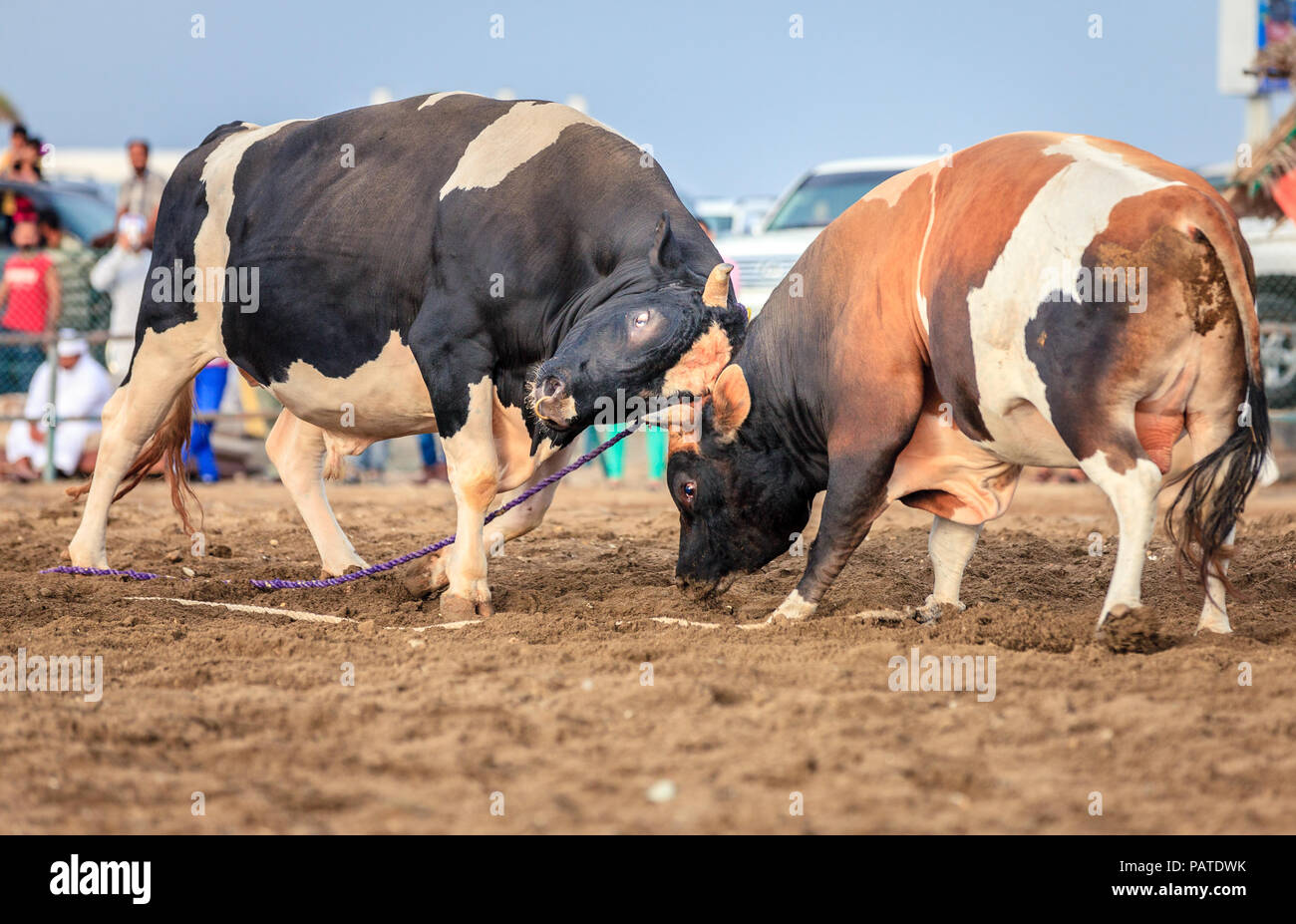 Les taureaux se battent dans un concours traditionnel à Fujairah, ÉMIRATS ARABES UNIS Banque D'Images