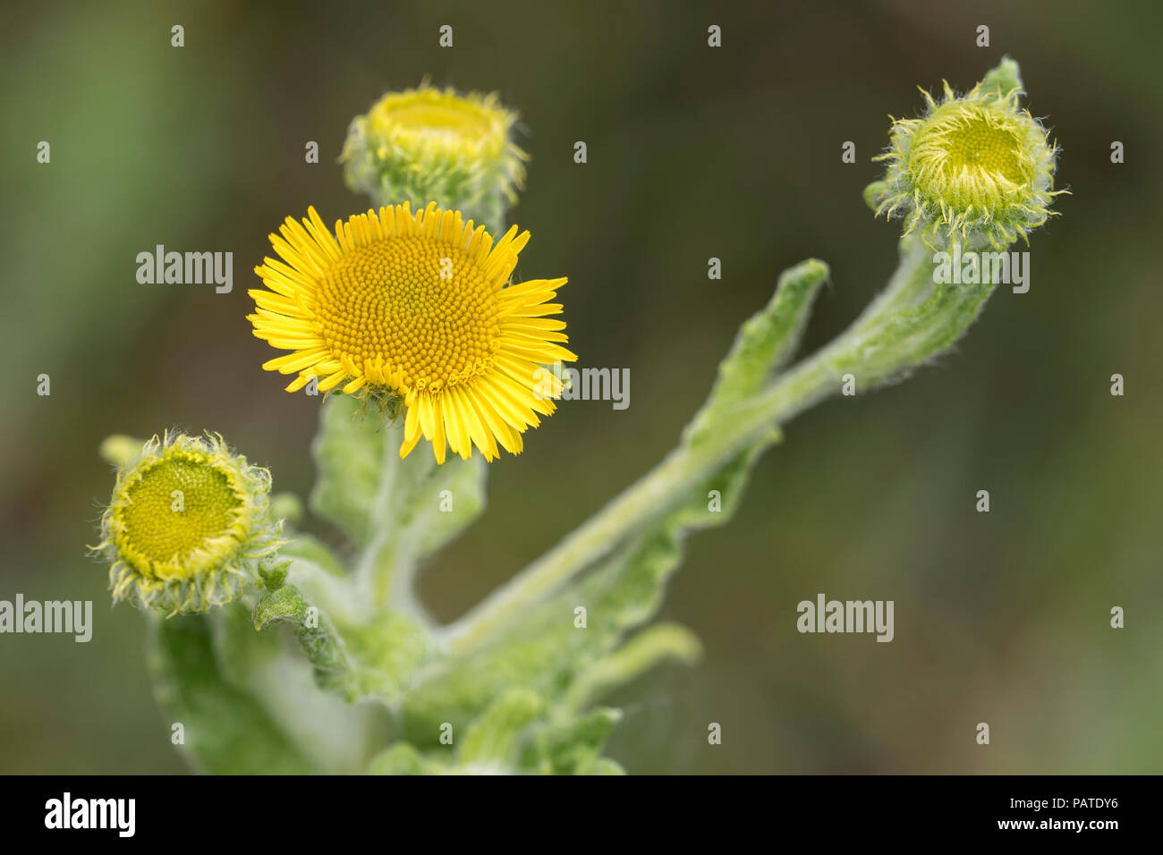 Fleabane commune (Pulicaria dysenterica) fleurs sauvages en fleurs. Tipperary, Irlande Banque D'Images