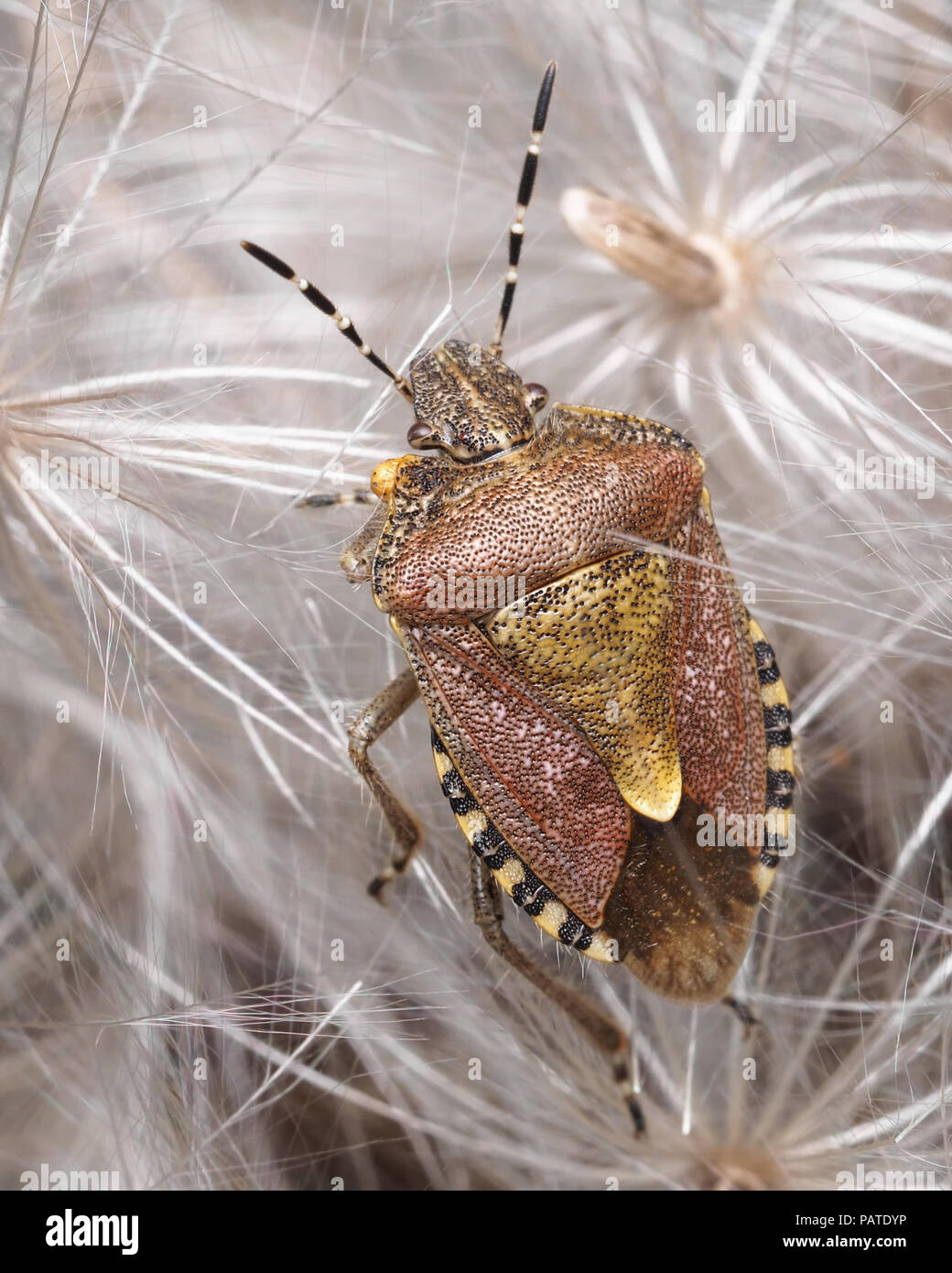 Dolycoris baccarum (Shieldbug poilue) ramper sur thistle seeds. Tipperary, Irlande Banque D'Images