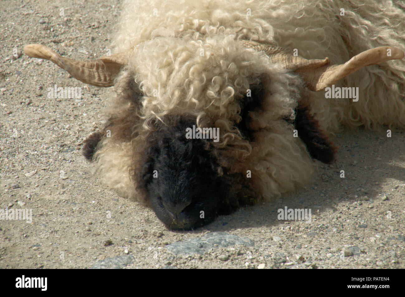 Valais naseux noir près du mouton Blauherd téléphérique station, Alpes Suisses Banque D'Images