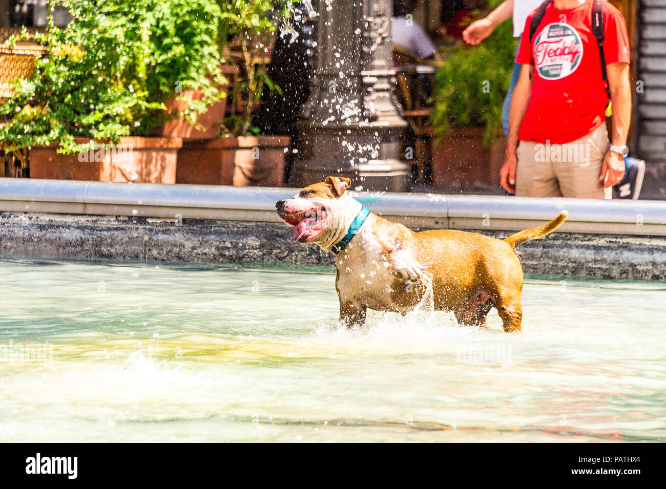 Un chien joue dans la Fontaine Stravinsky, à côté du Centre Pompidou, Paris, France Banque D'Images