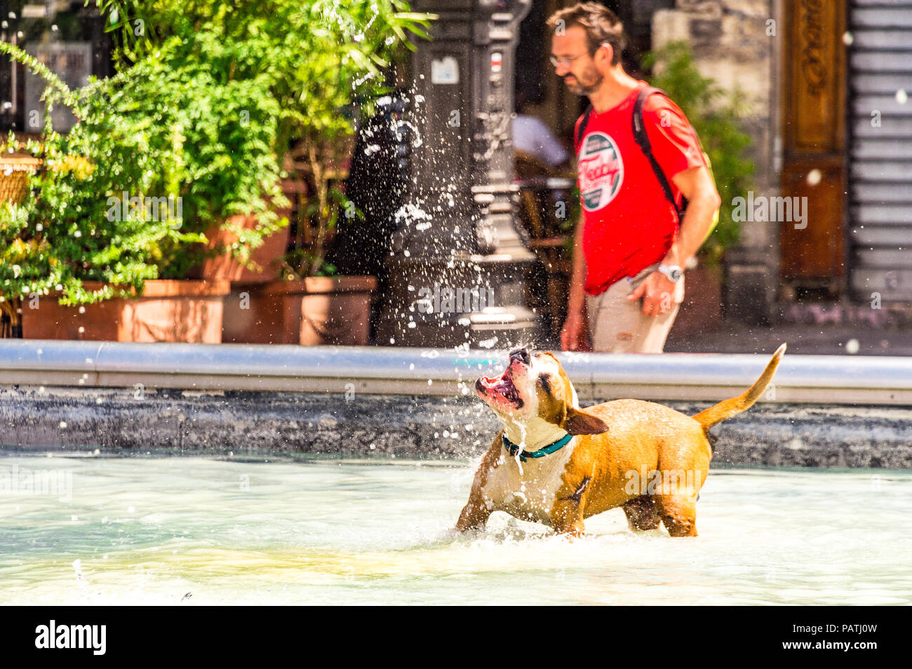 Un chien joue dans la Fontaine Stravinsky, à côté du Centre Pompidou, Paris, France Banque D'Images