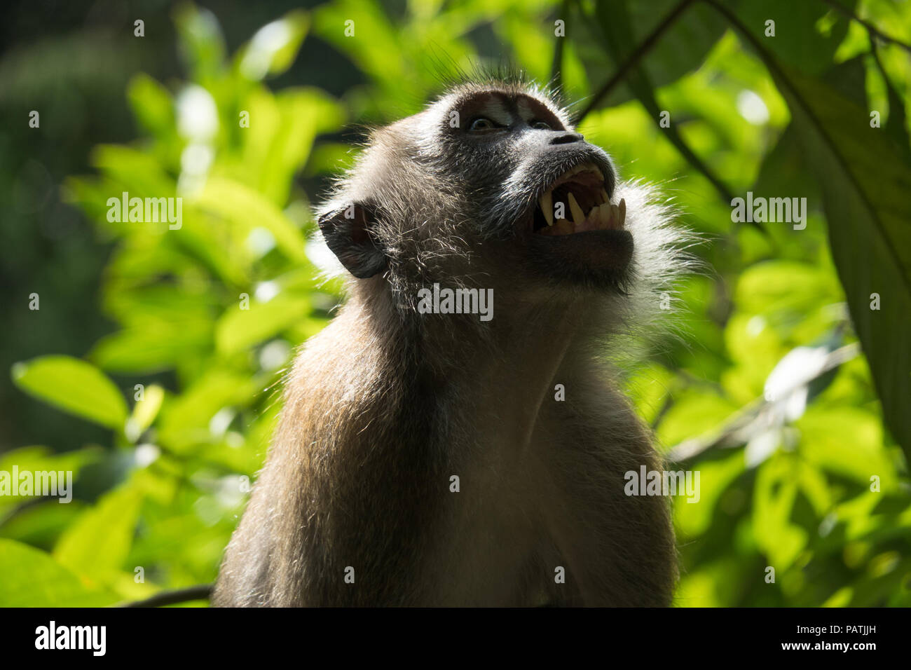 Macaque à longue queue un rival menaçant avec des dents pointues - Macritchie, Sentier Nature, Singapour Banque D'Images