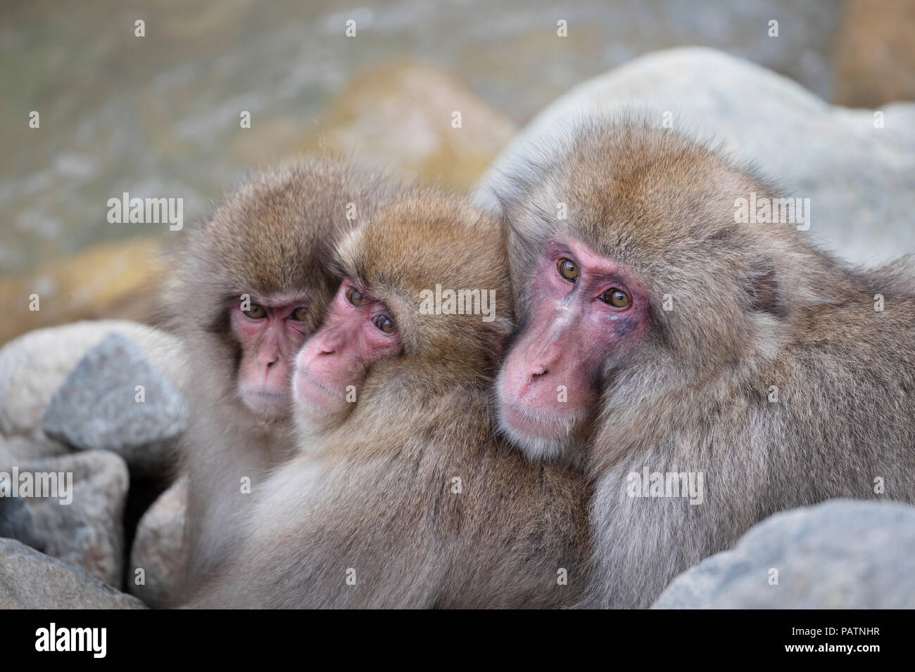 Le Japon, Honshu, Nagano Prefecture, Jigokudani, macaque japonais aka snow monkey ou Nihonzaru (Macaca fuscata). Les singes blottis pour garder au chaud. Banque D'Images